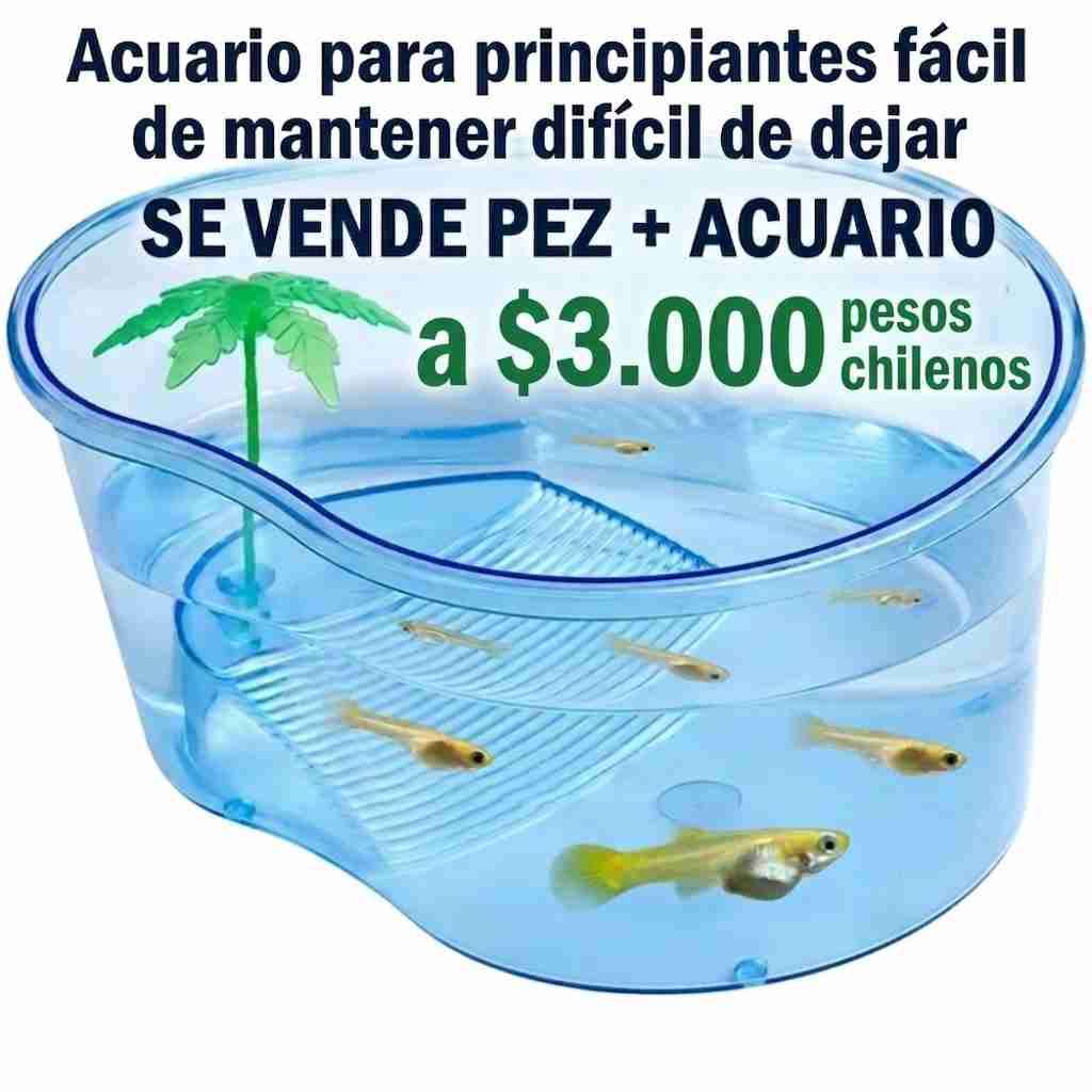 Acuario con pez para principiantes