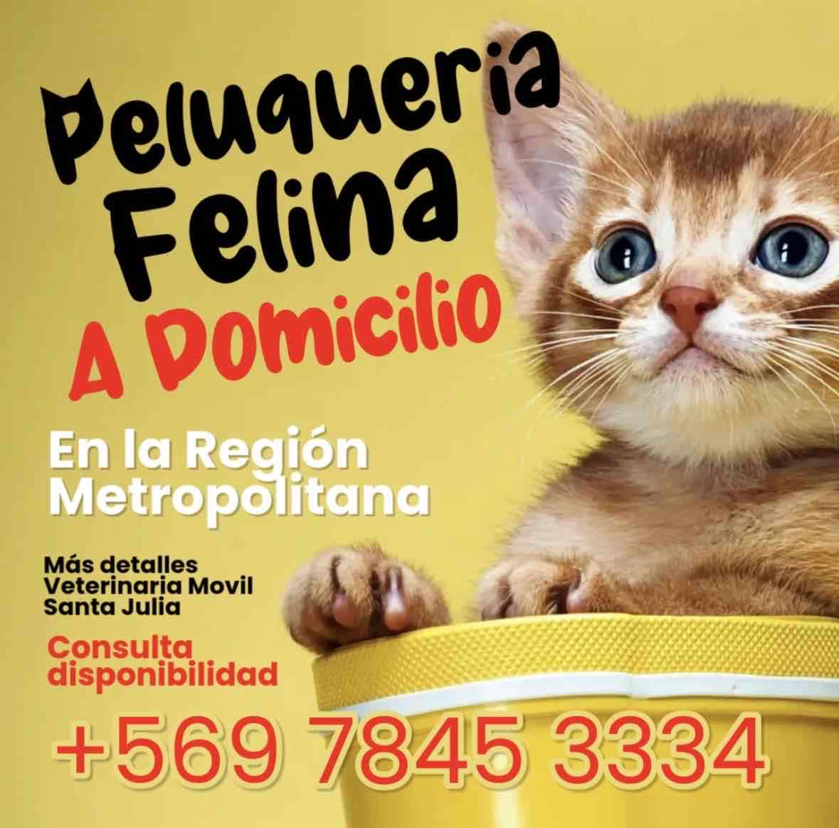 Veterinaria a domicilio - miniatura 2