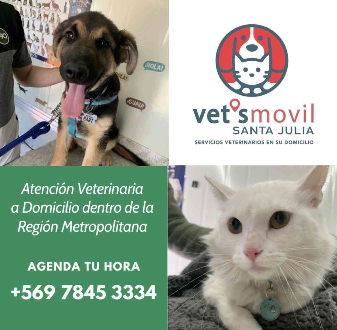 Veterinaria a domicilio - miniatura 3