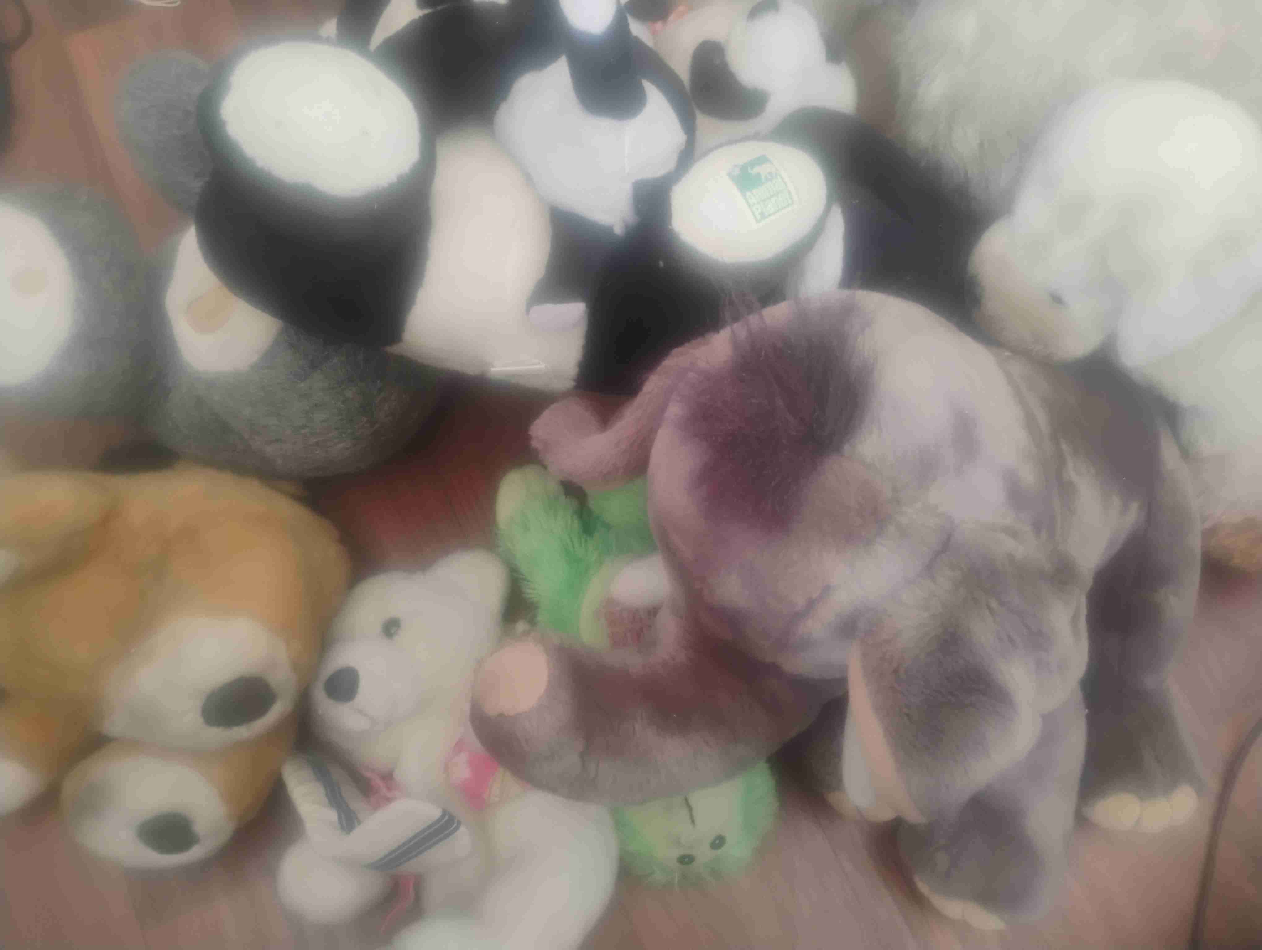 Lote de peluches variados