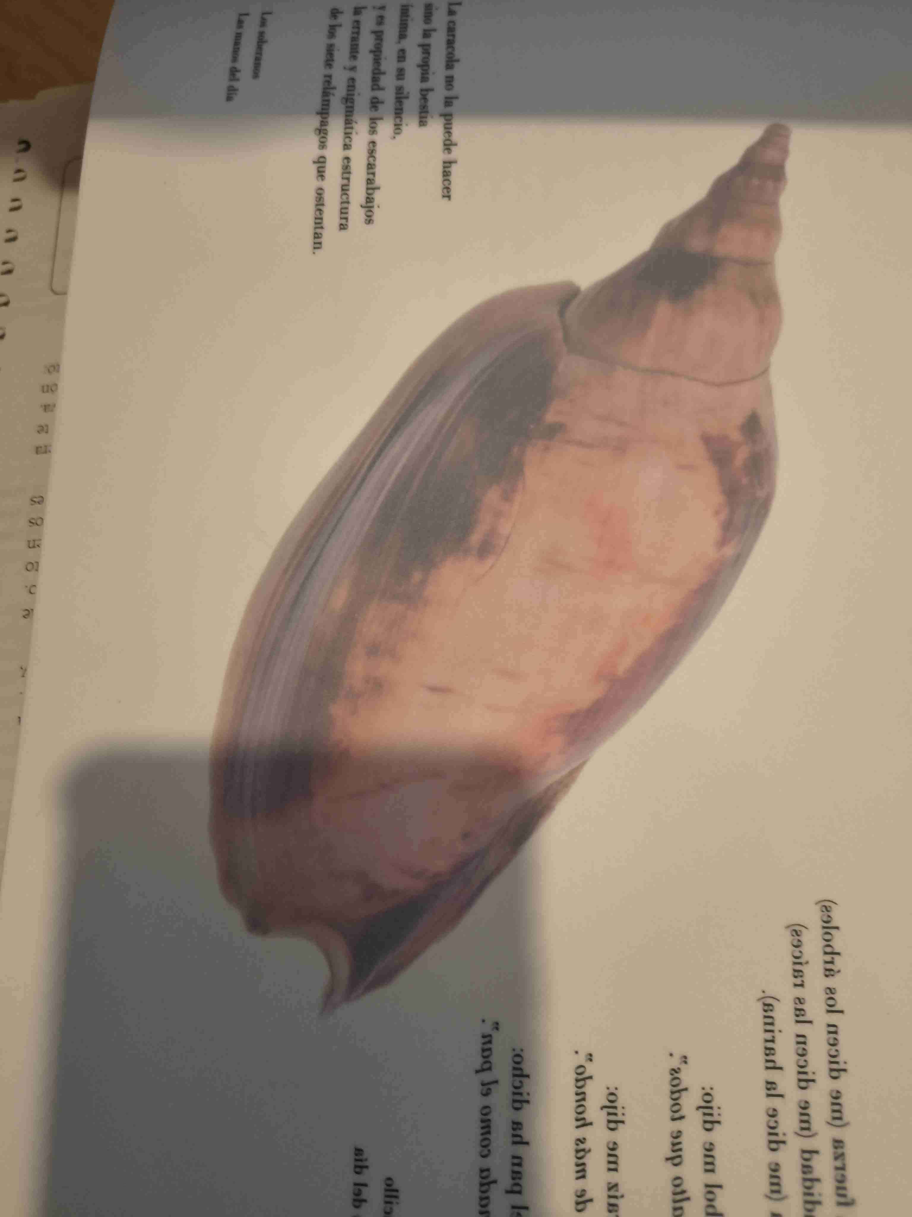 Libro 'Amor al Mar' - miniatura 2