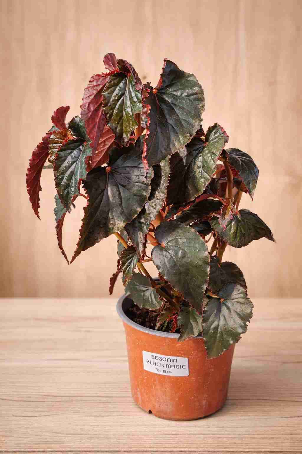 Plantas a elección - miniatura 2