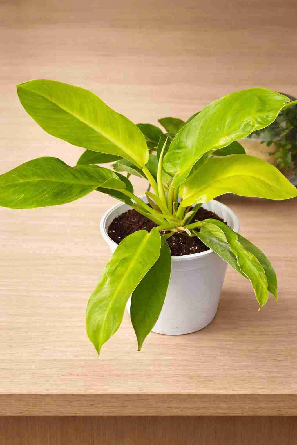 Plantas a elección - miniatura 3