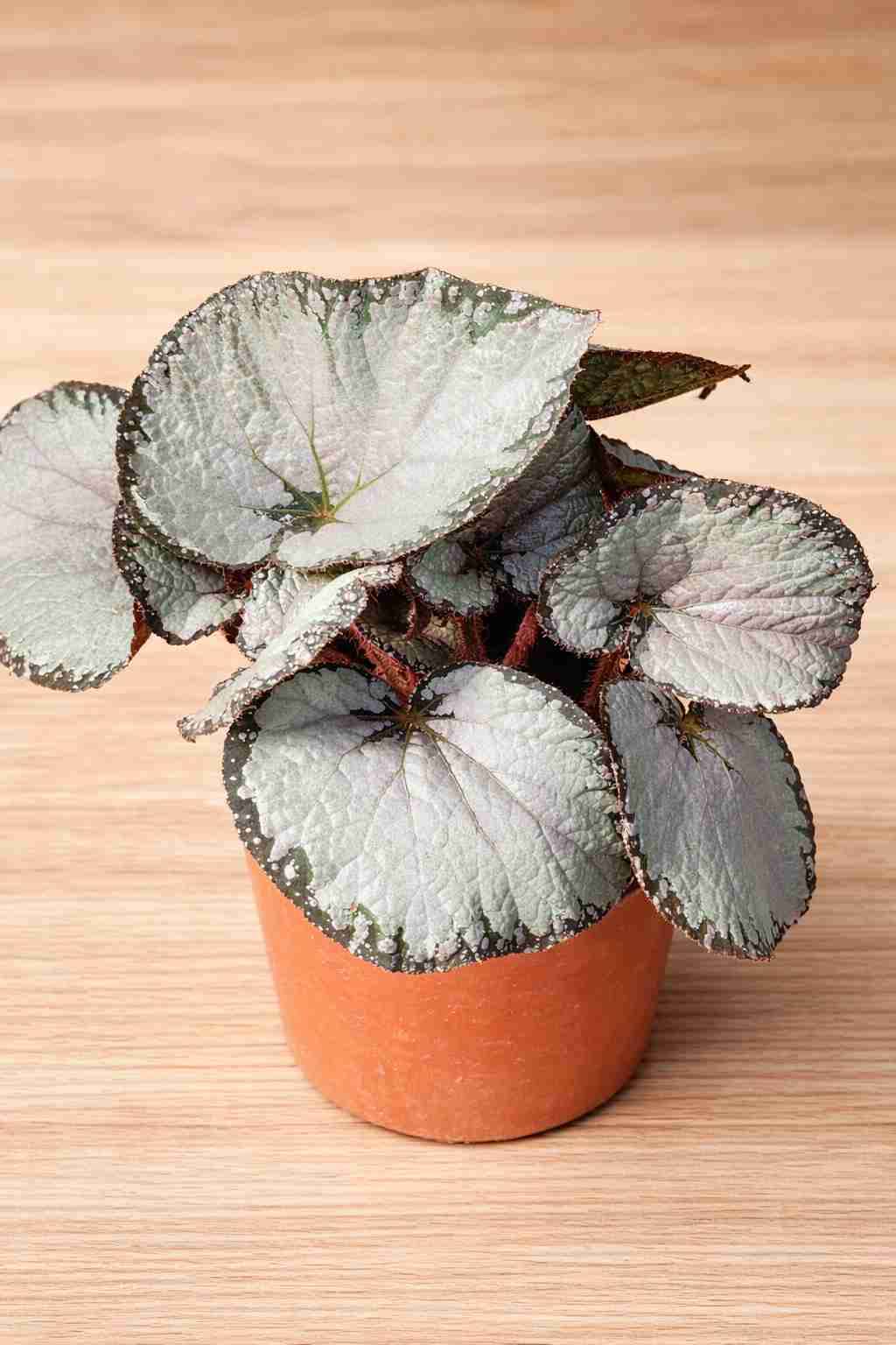 Plantas a elección - miniatura 4