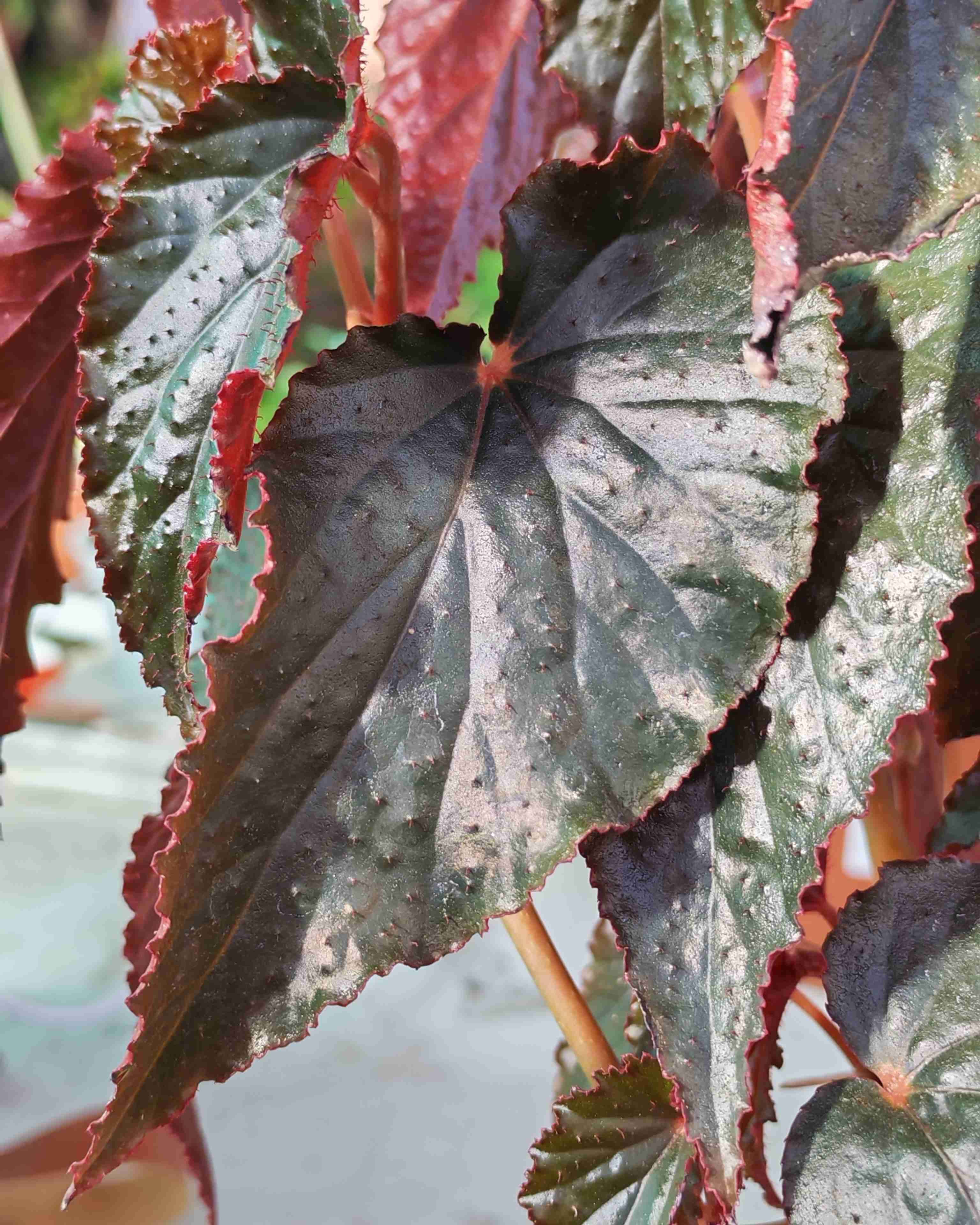 Plantas a elección - miniatura 5