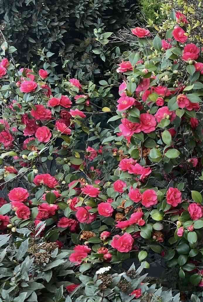 Semillas de camelias fucsias