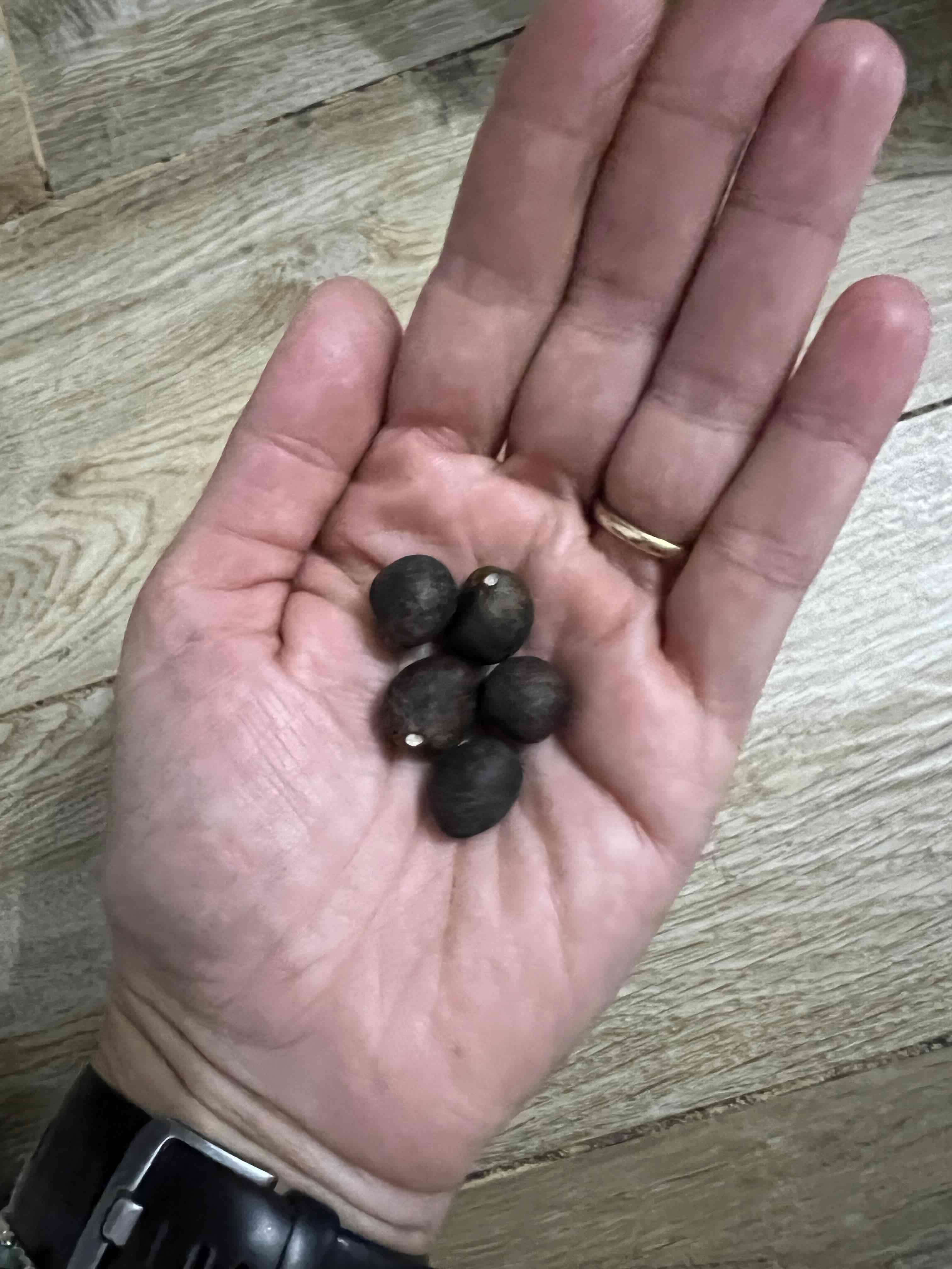 Semillas de camelias fucsias - 2