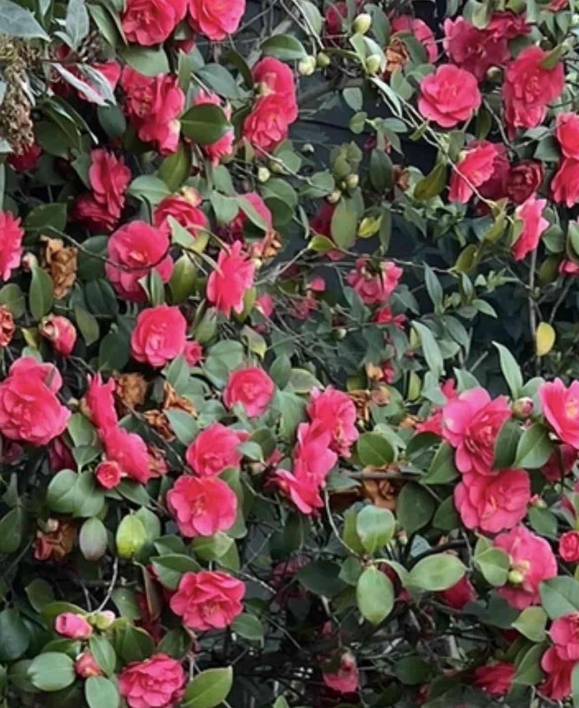 Semillas de camelias fucsias - 3