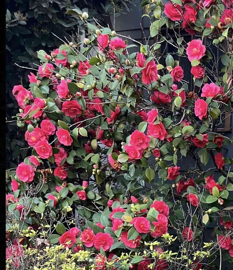 Semillas de camelias fucsias - 4