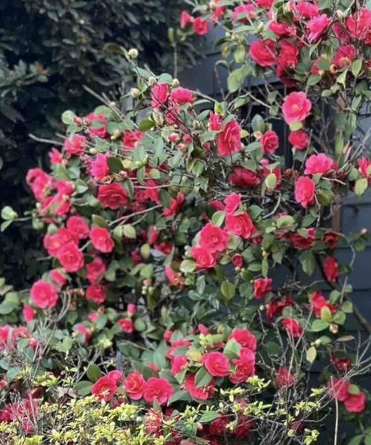 Semillas de camelias fucsias - 5