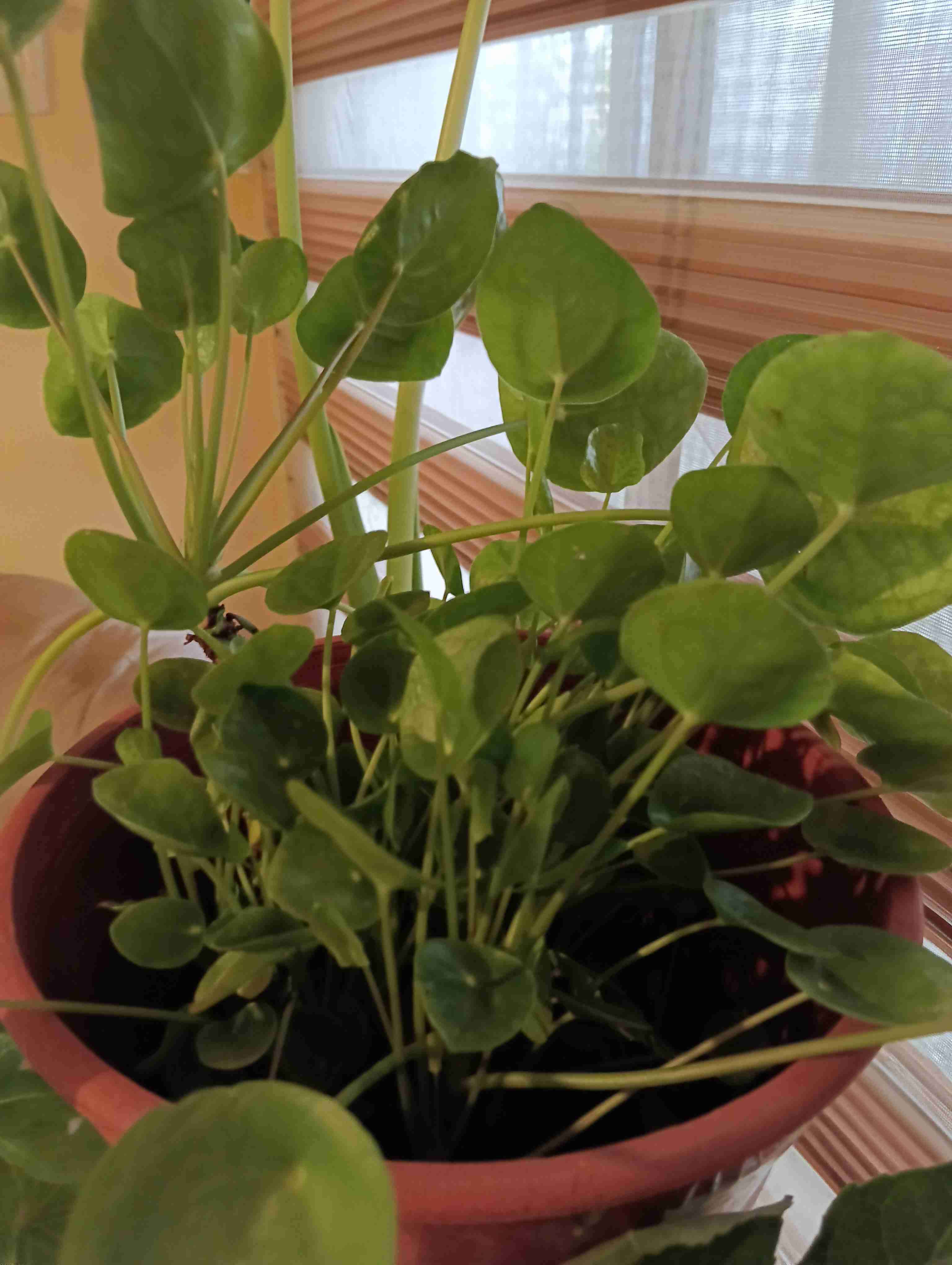 Planta de interior pila peperomioides