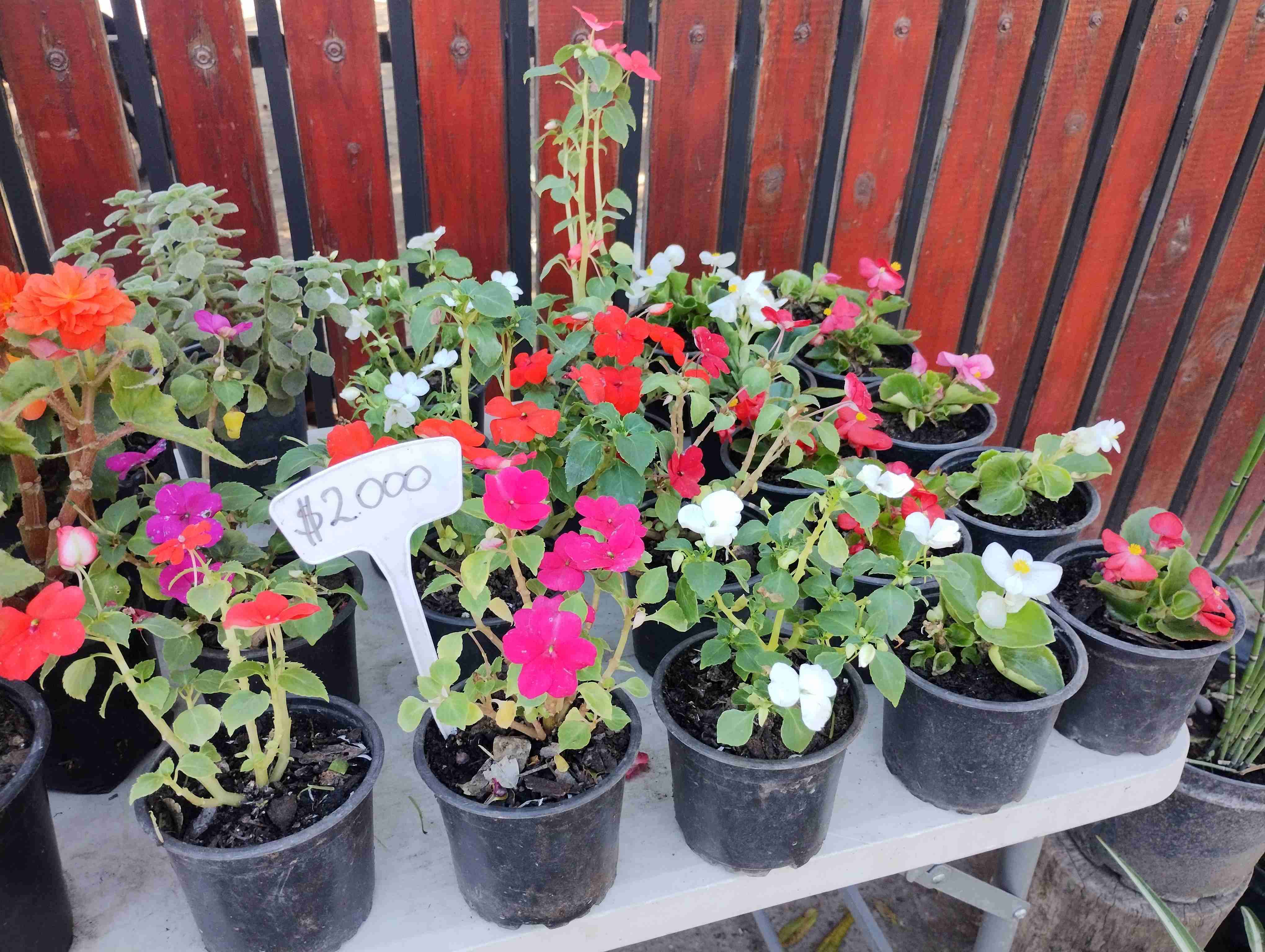 Flores ornamentales en macetas