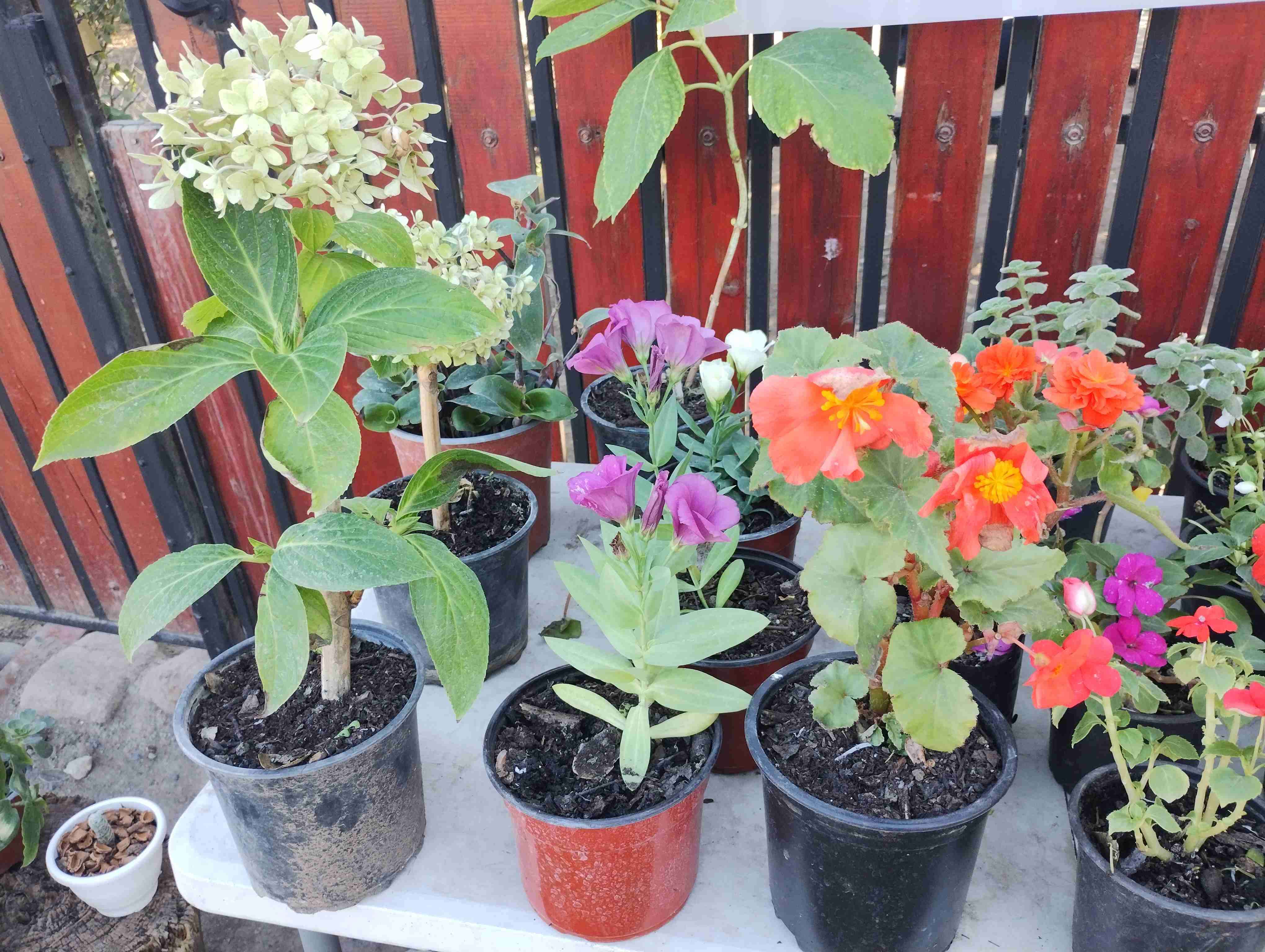 Flores ornamentales en macetas - 2