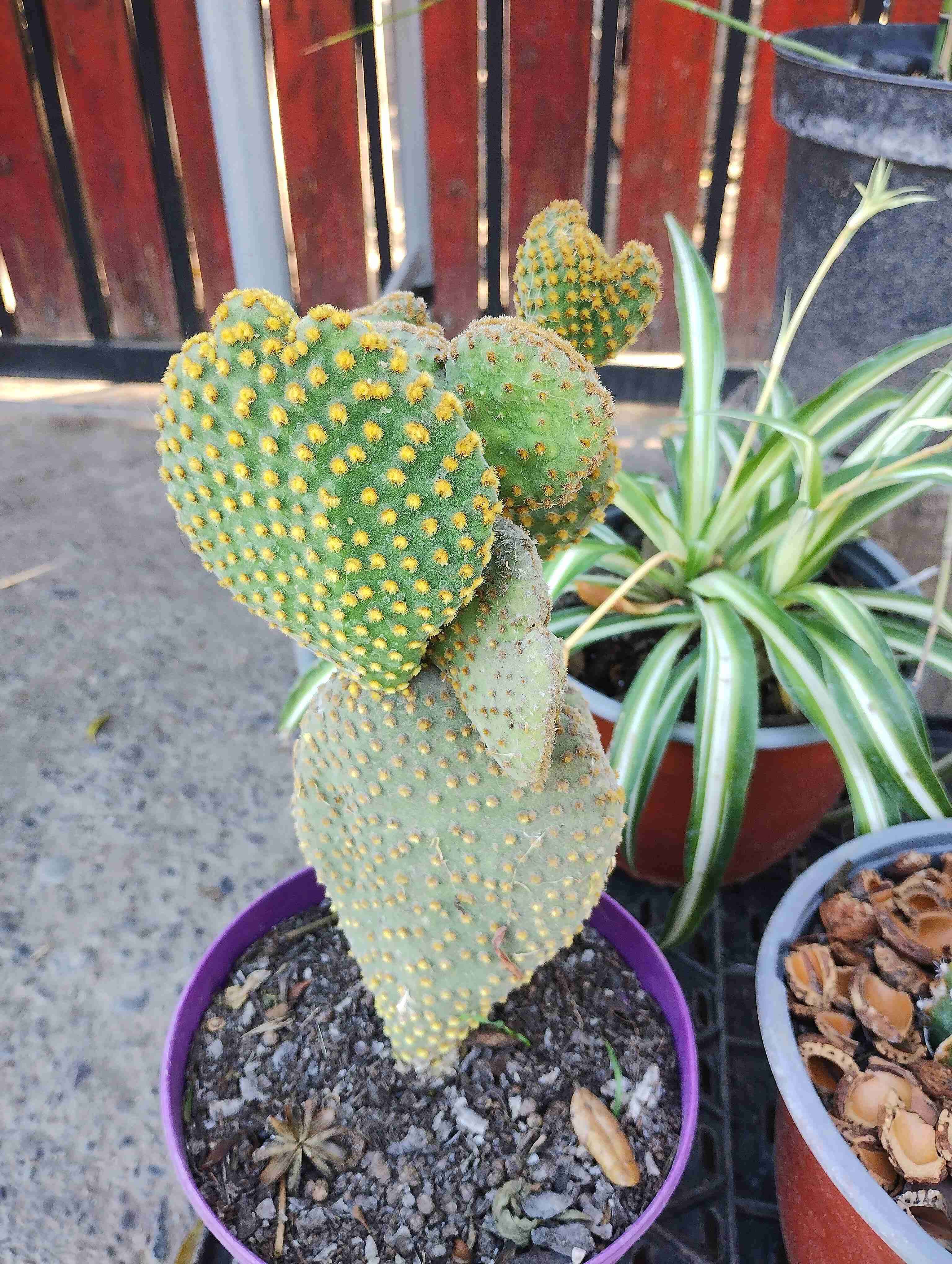 Flores ornamentales en macetas - 3