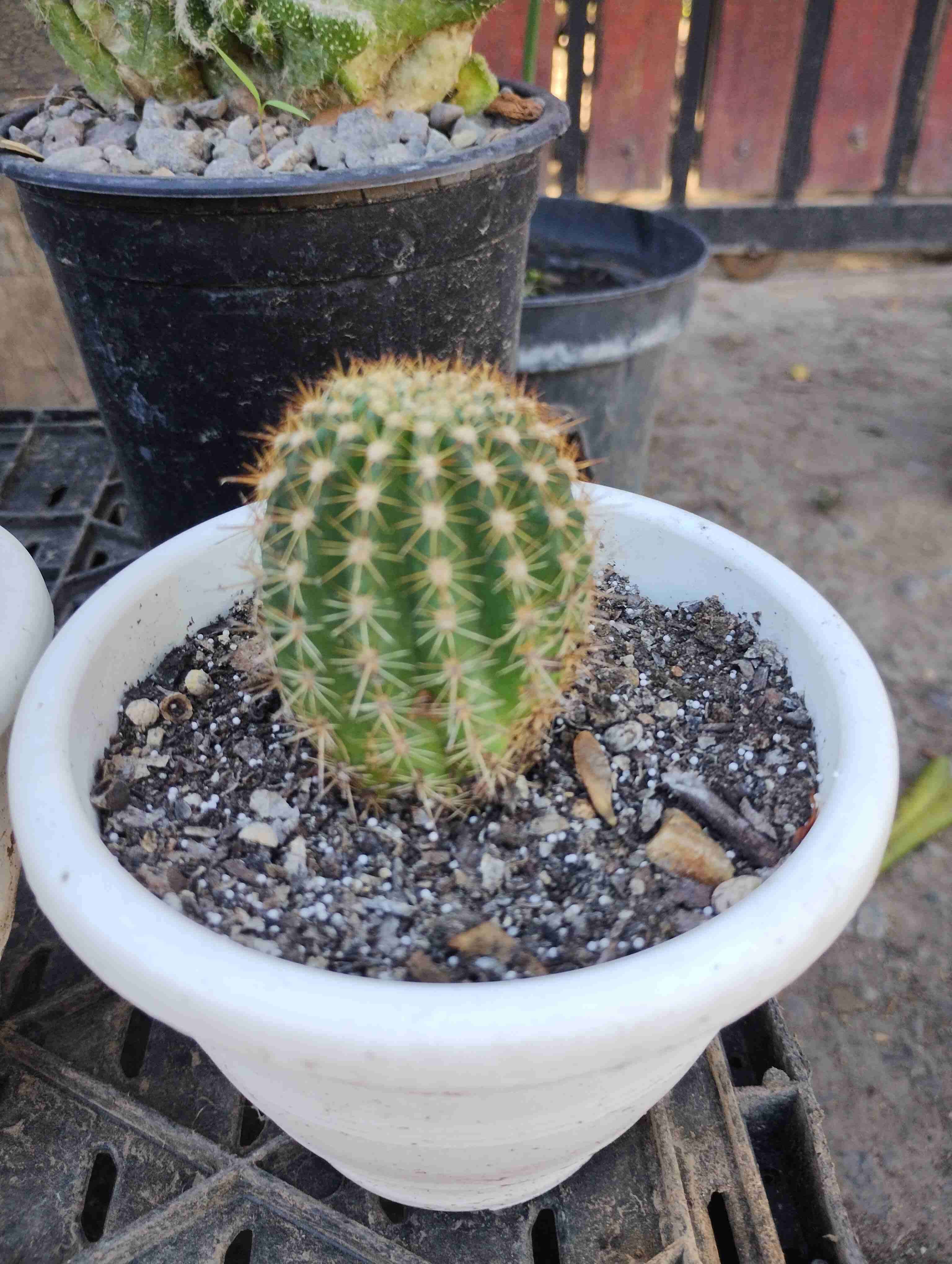 Flores ornamentales en macetas - 4