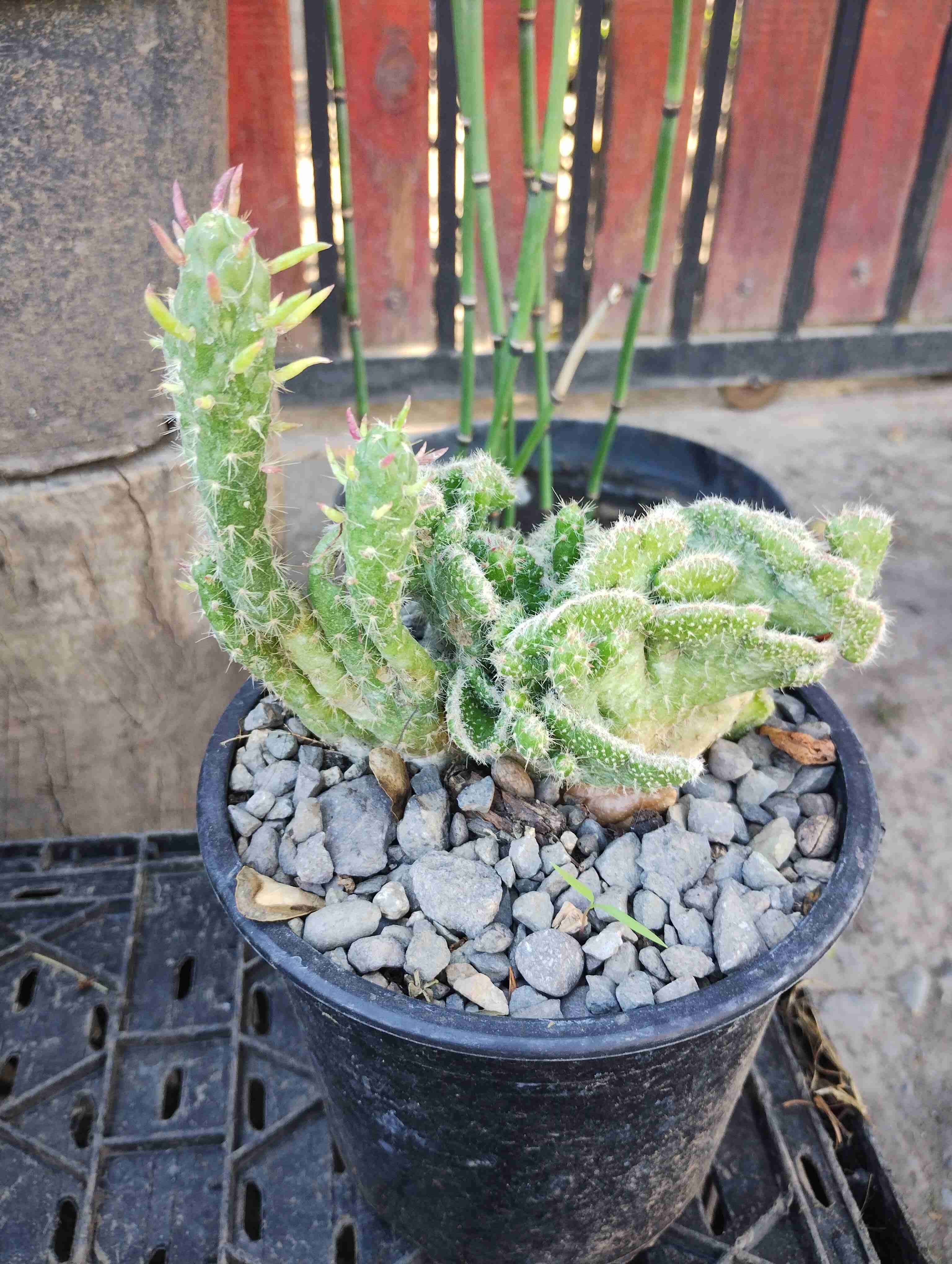 Flores ornamentales en macetas - 5