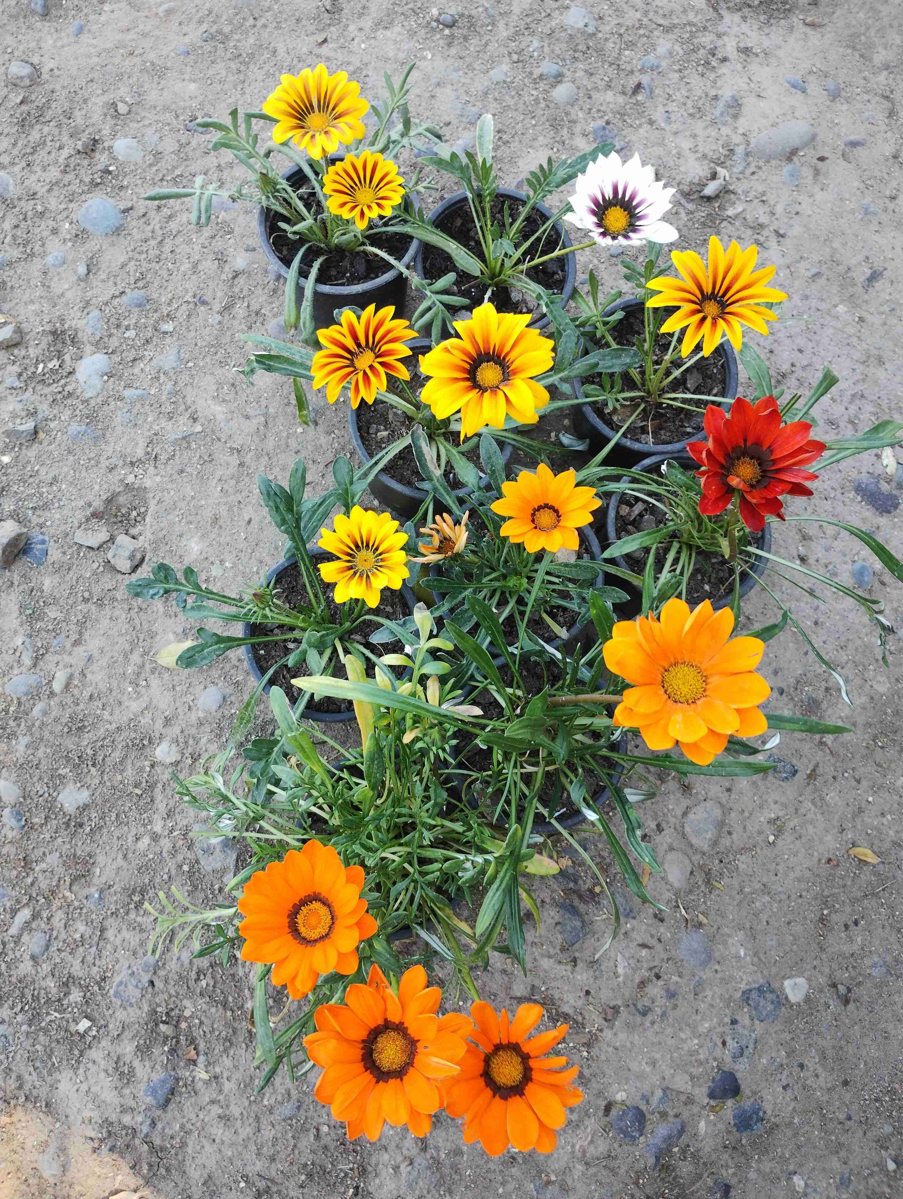 Flores ornamentales en macetas - 6