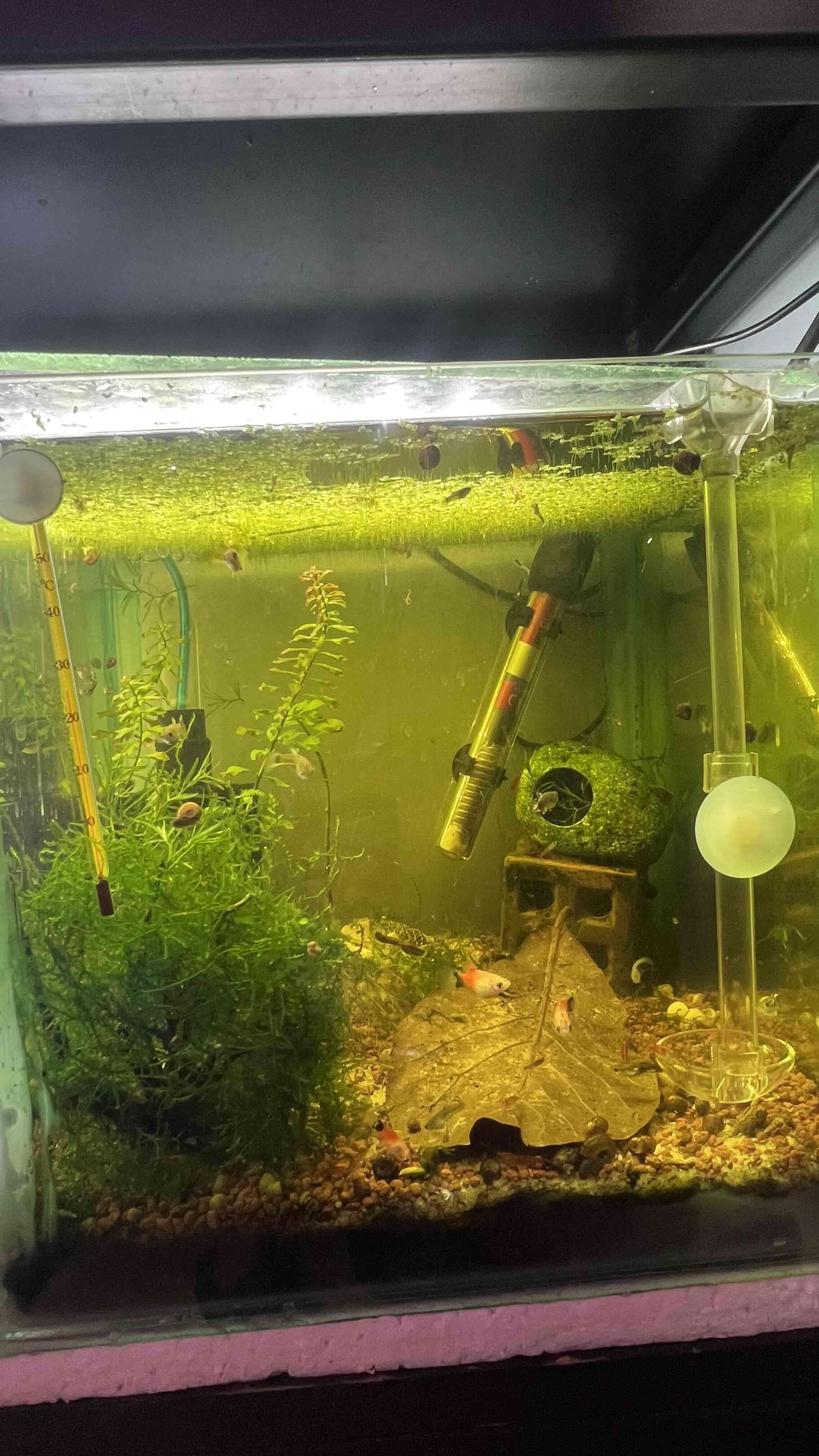 Kit acuario inicial peces caracoles gambas