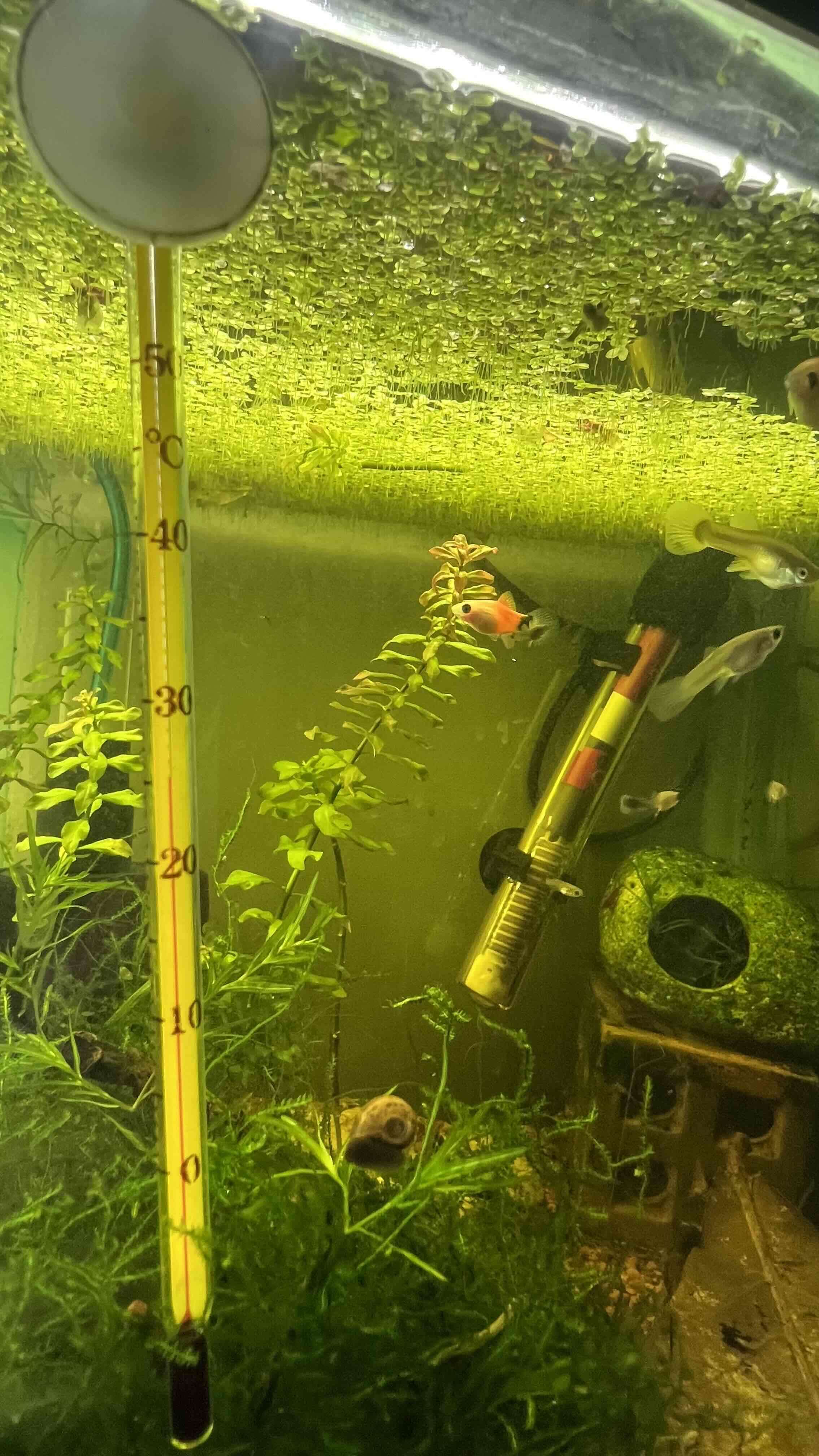 Kit acuario inicial peces caracoles gambas - miniatura 2