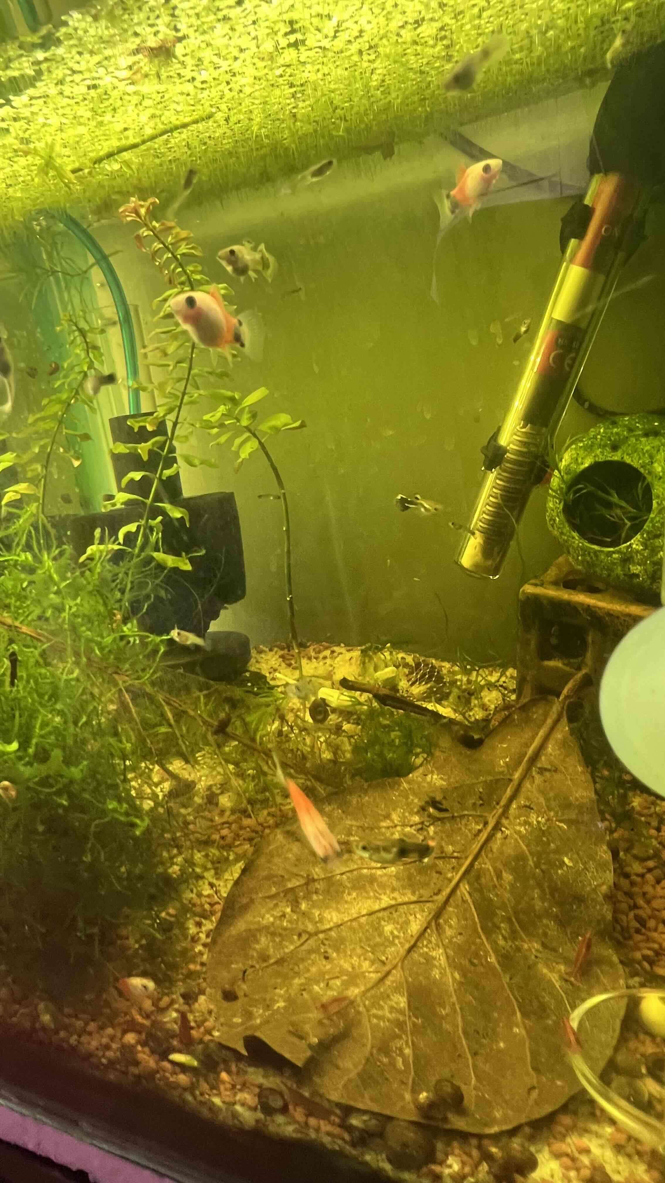 Kit acuario inicial peces caracoles gambas - miniatura 3