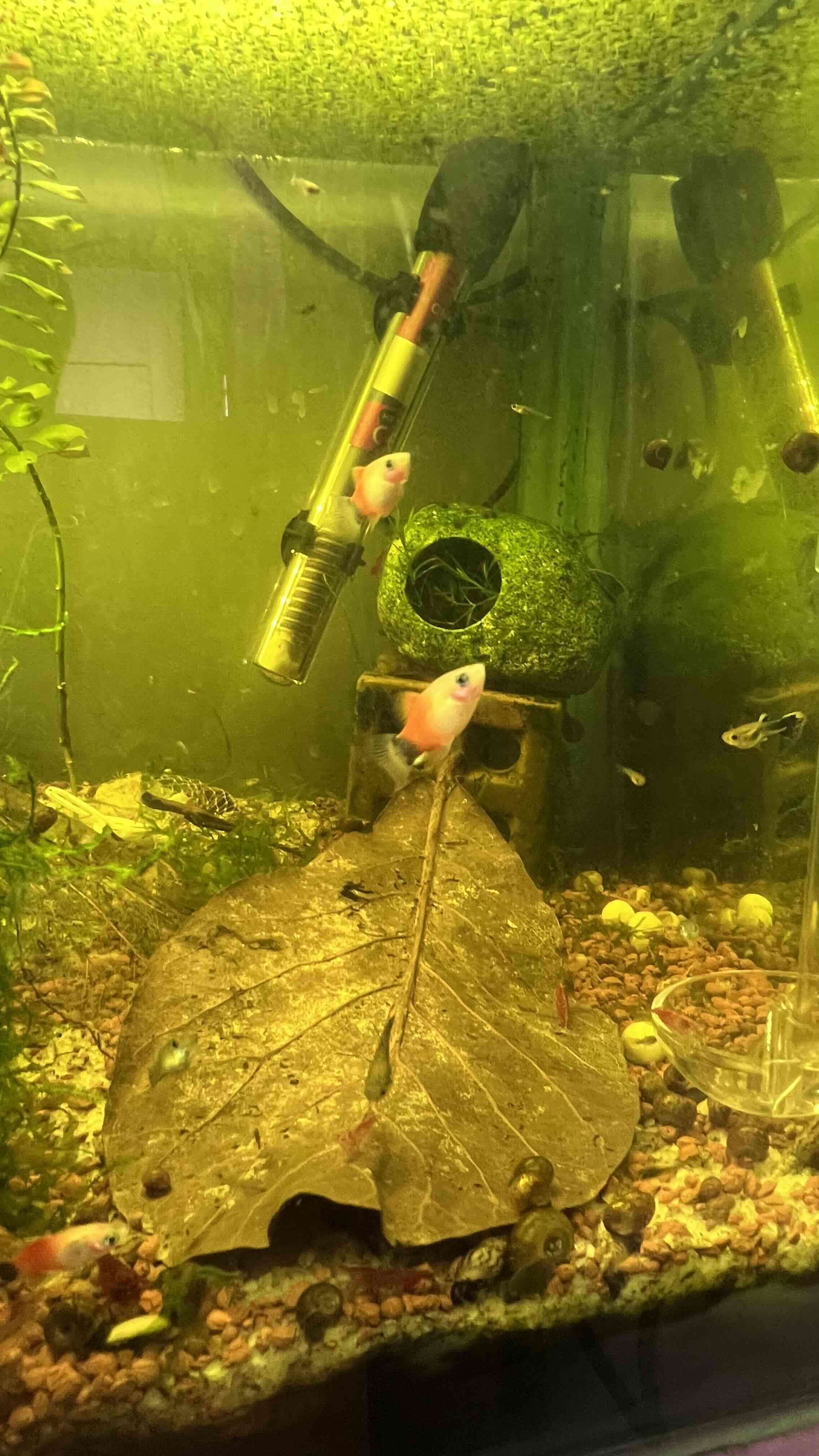 Kit acuario inicial peces caracoles gambas - miniatura 4