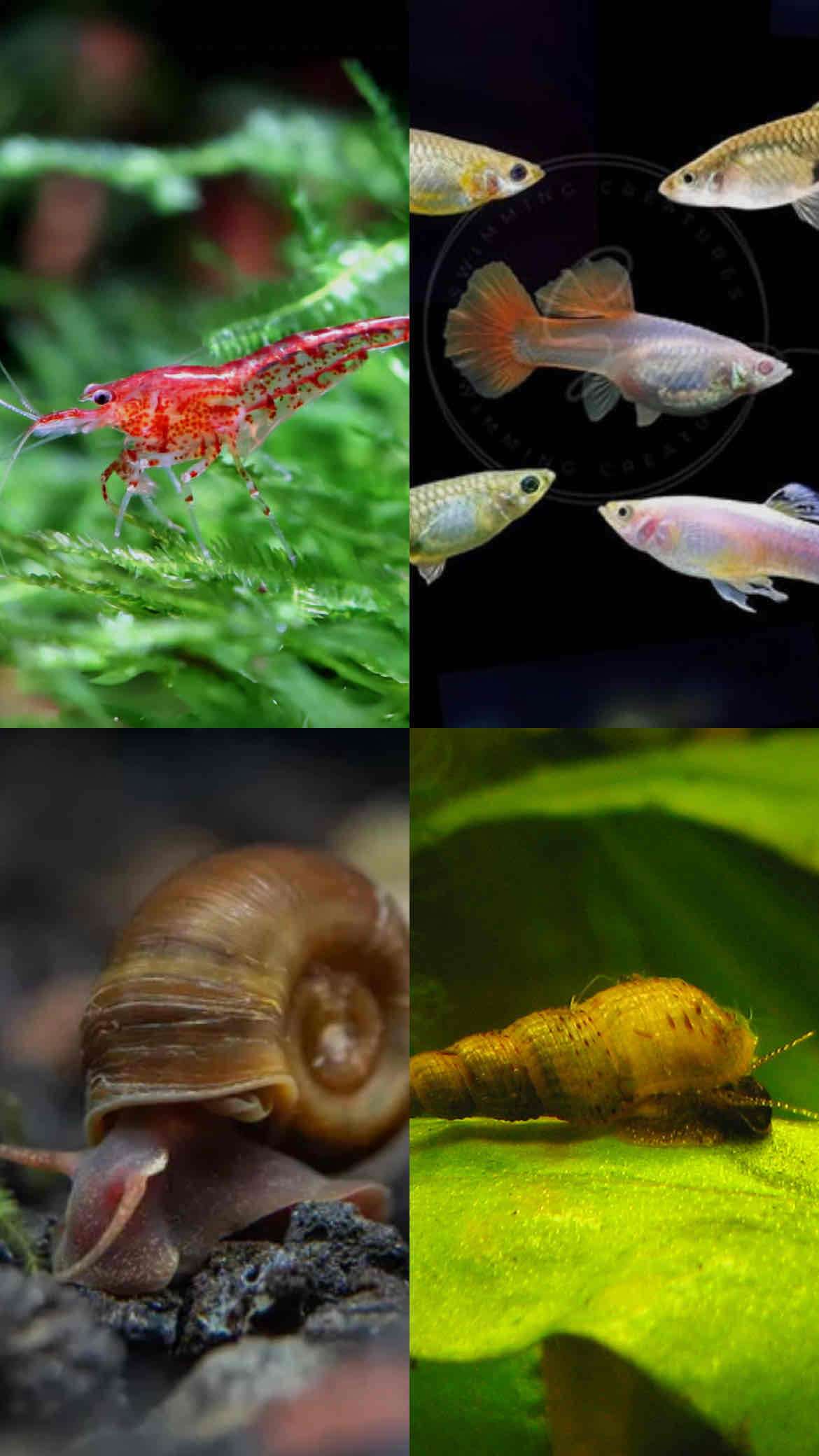 Kit acuario inicial peces caracoles gambas - miniatura 5