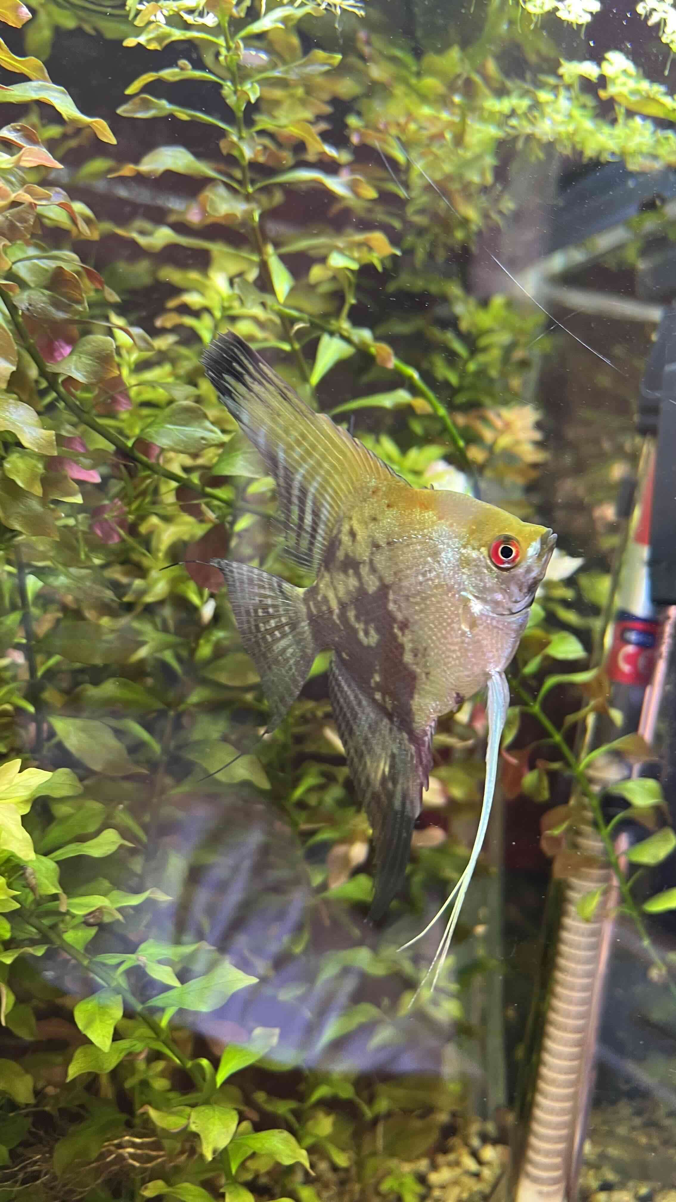 Pez ángel - escalar para acuario - miniatura 2