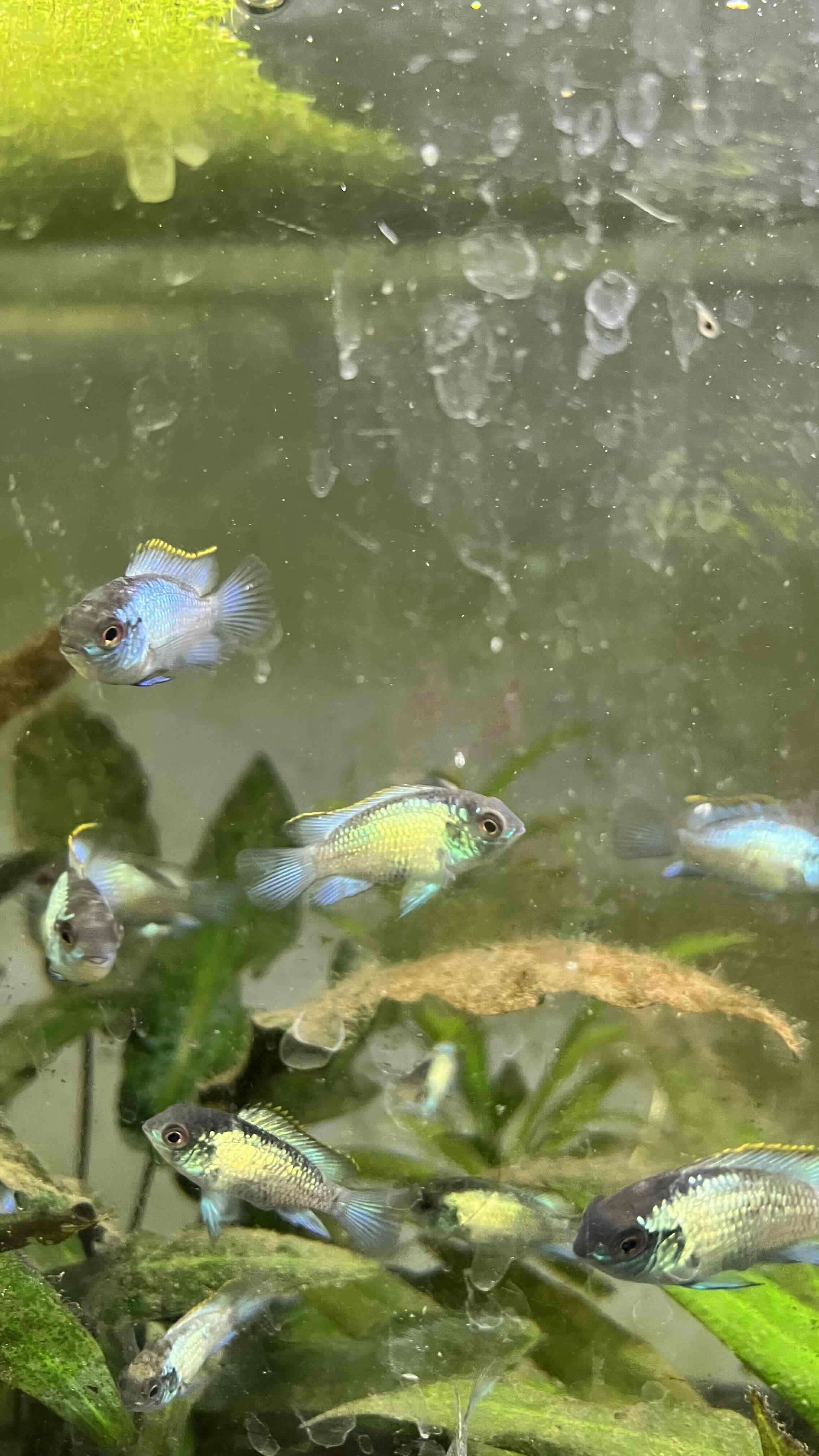 Acara eléctric Blue