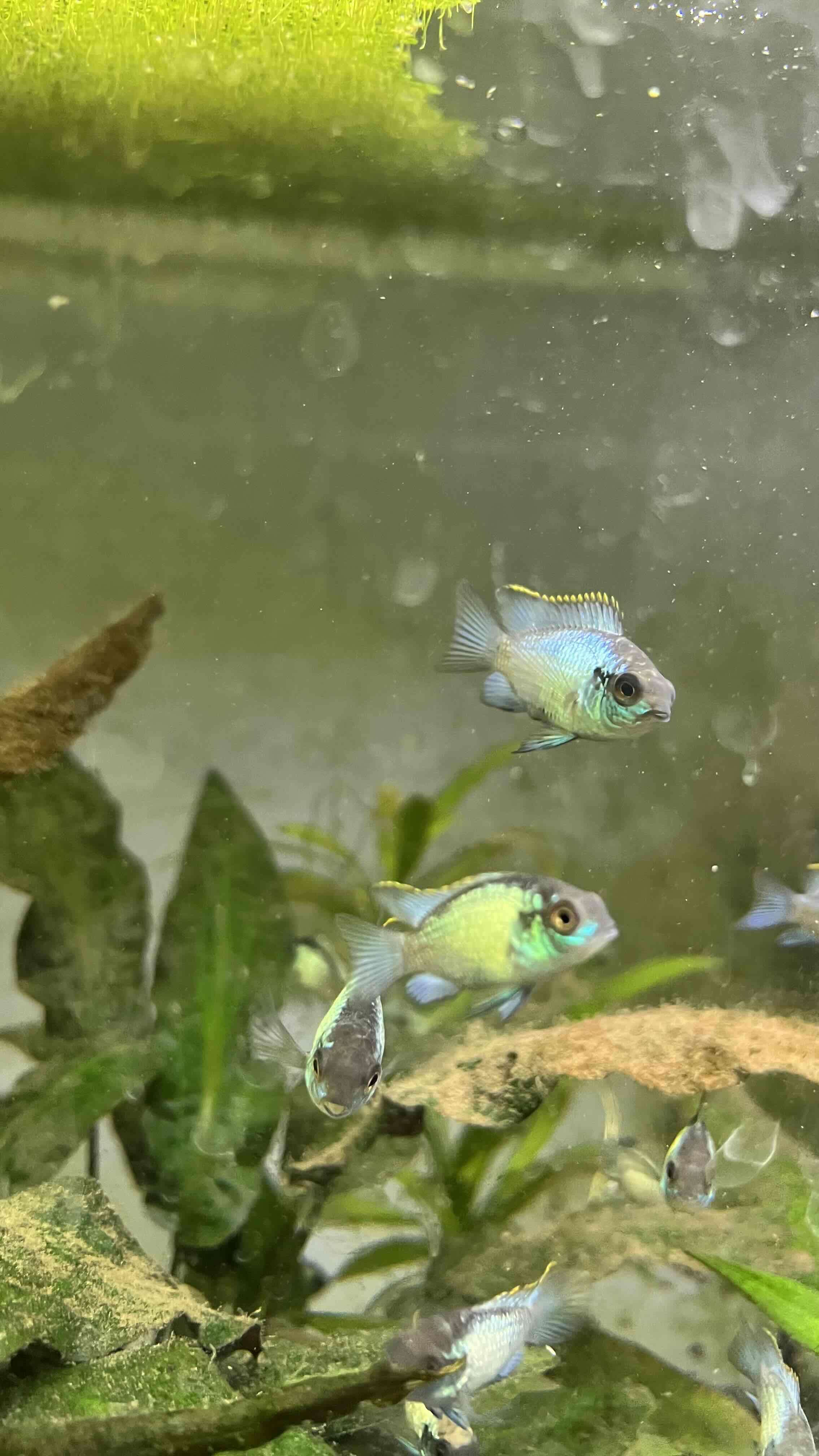 Acara eléctric Blue - miniatura 2