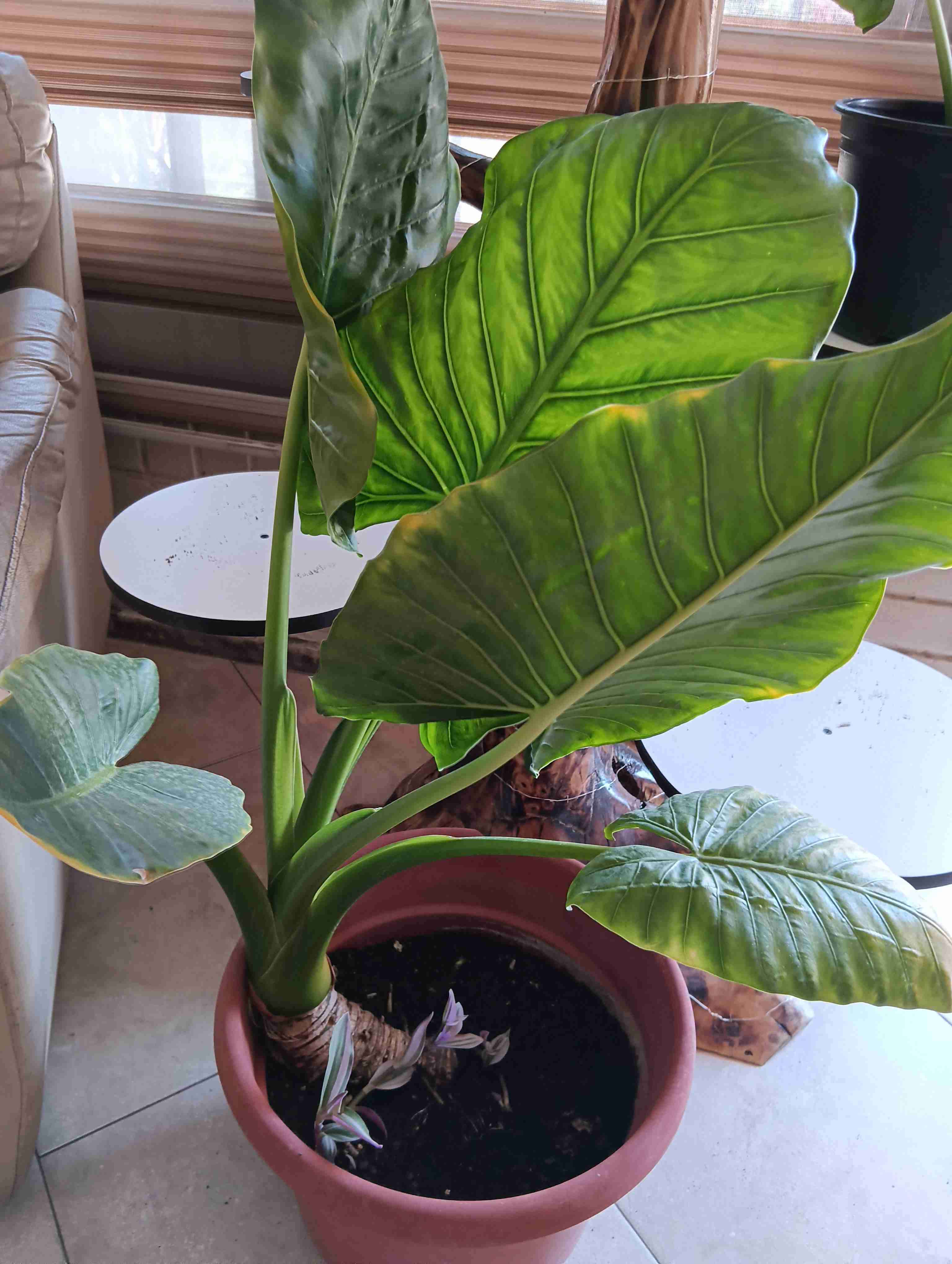 Planta ornamental en maceta