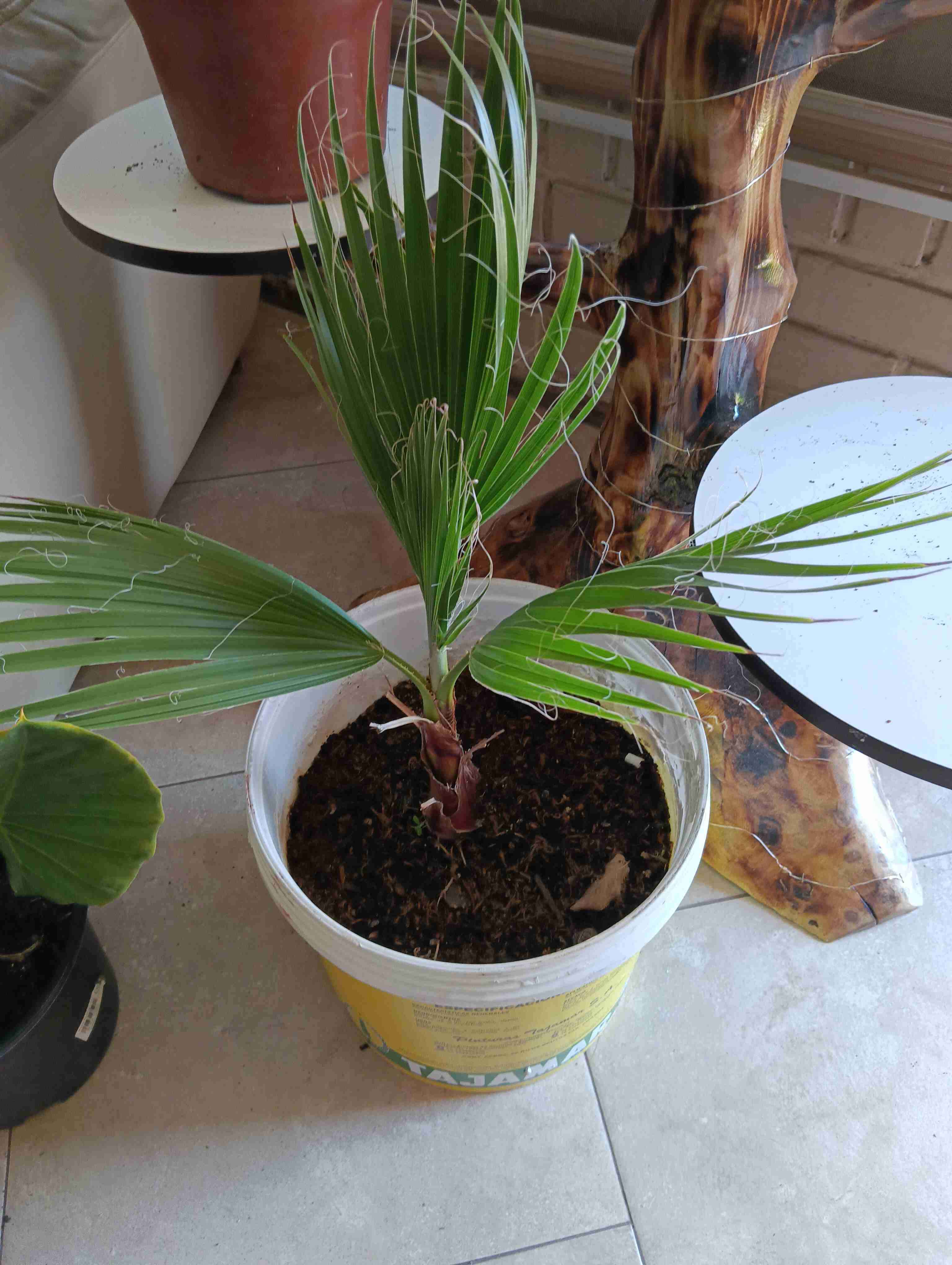 Palmera en maceta plástica