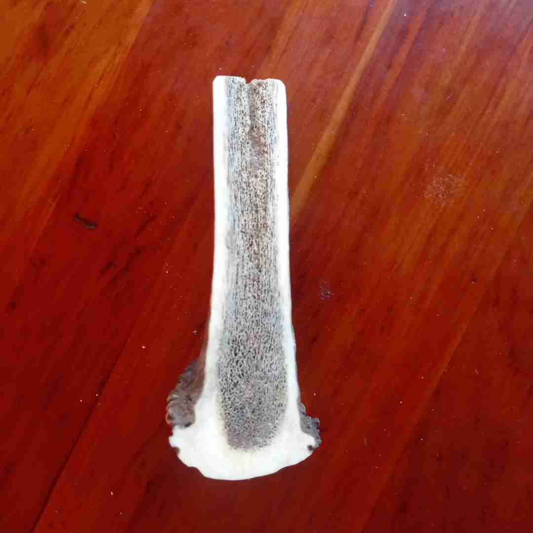 Astas De Ciervo Mordedor Para Perro - miniatura 2