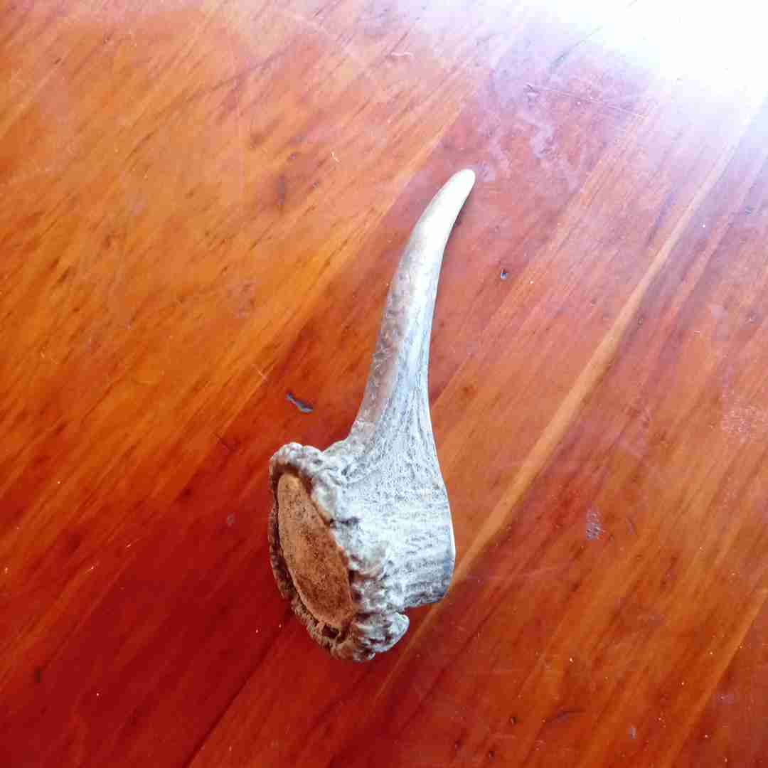 Astas De Ciervo Mordedor Para Perro - miniatura 4