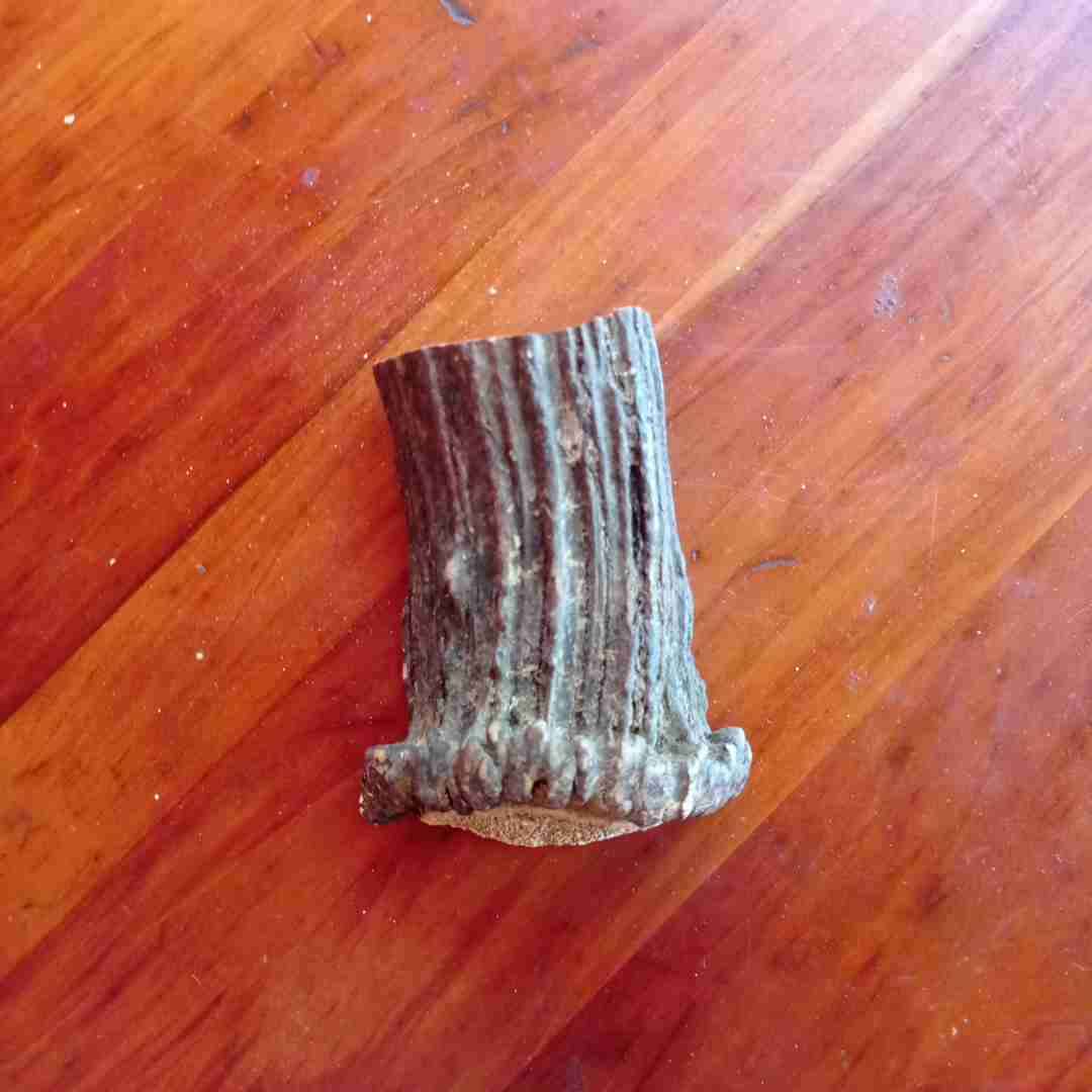 Astas De Ciervo Mordedor Para Perro - miniatura 5