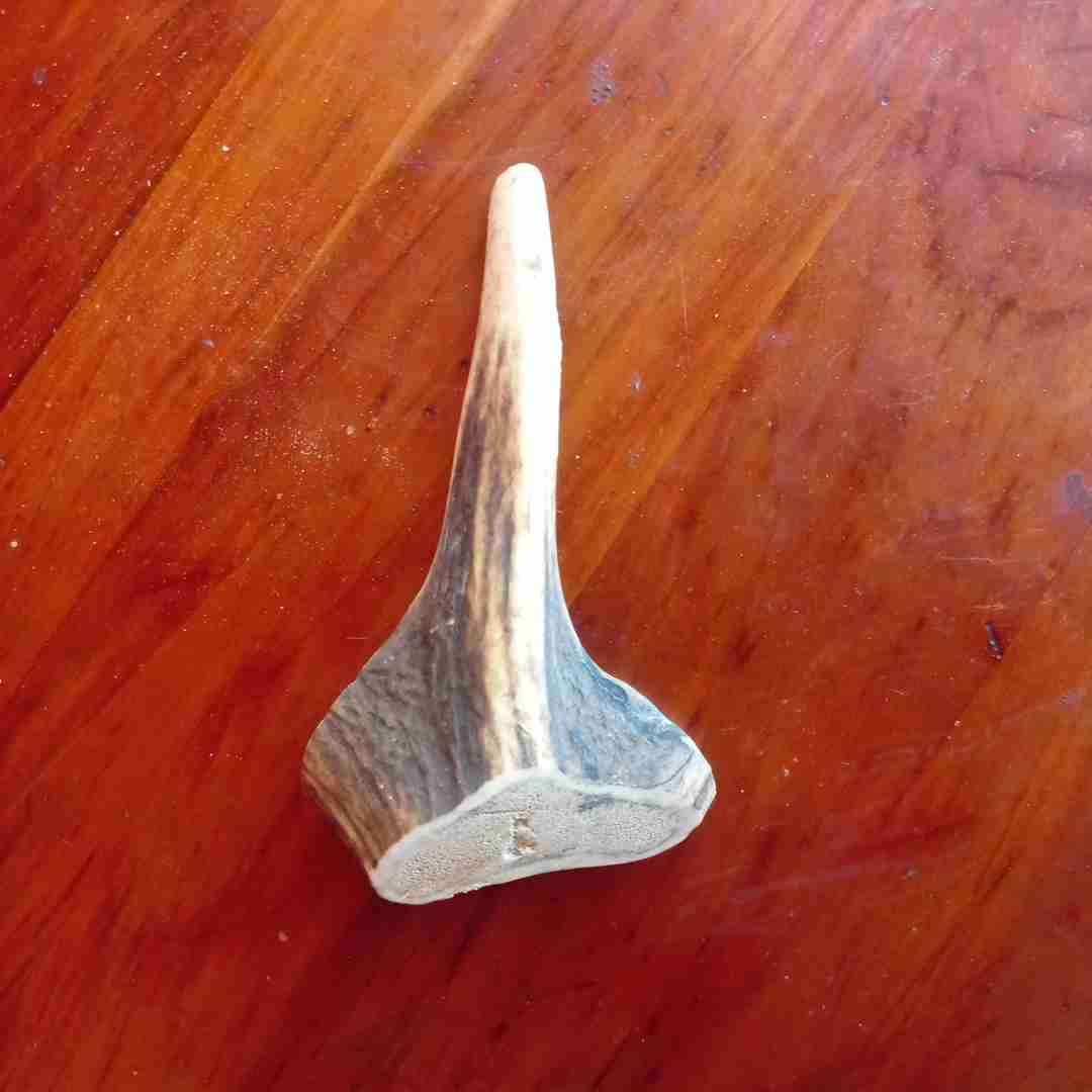 Astas De Ciervo Mordedor Para Perro - miniatura 6