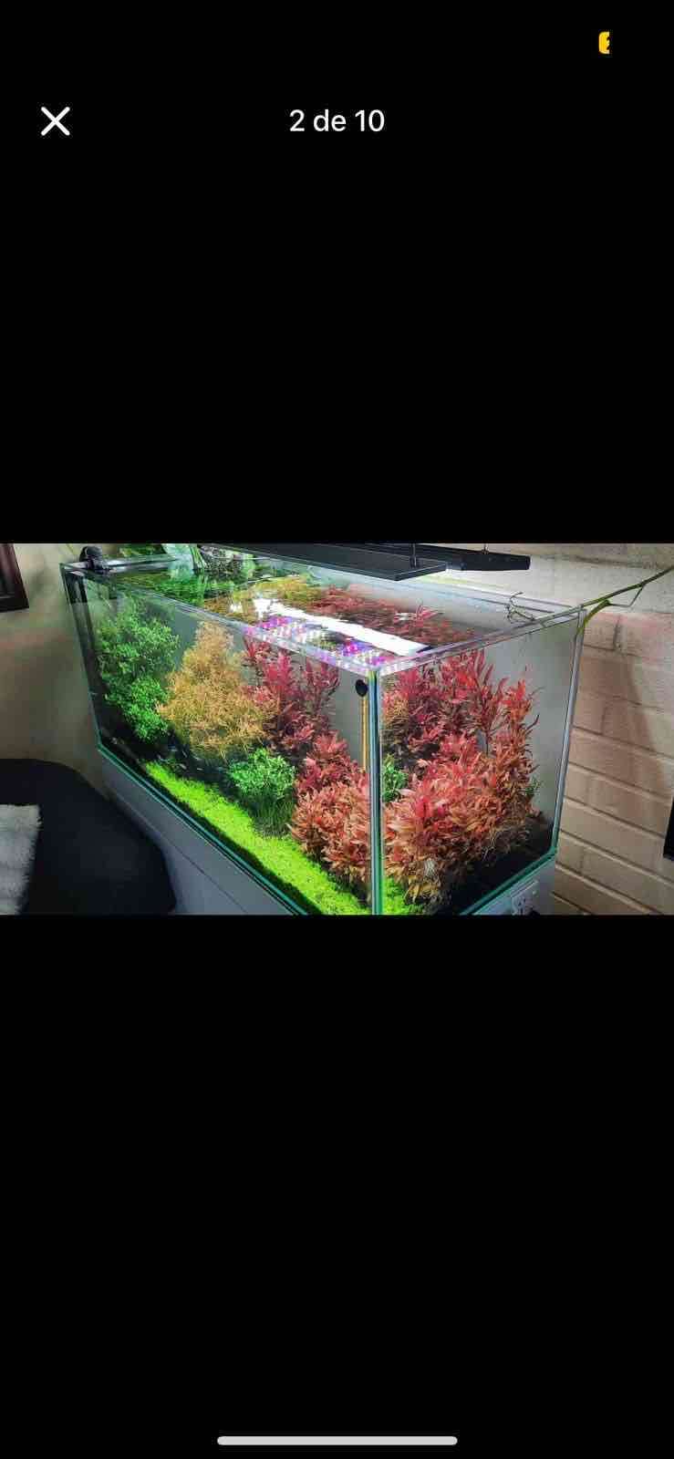 Vendo plantas para acuarios - miniatura 2