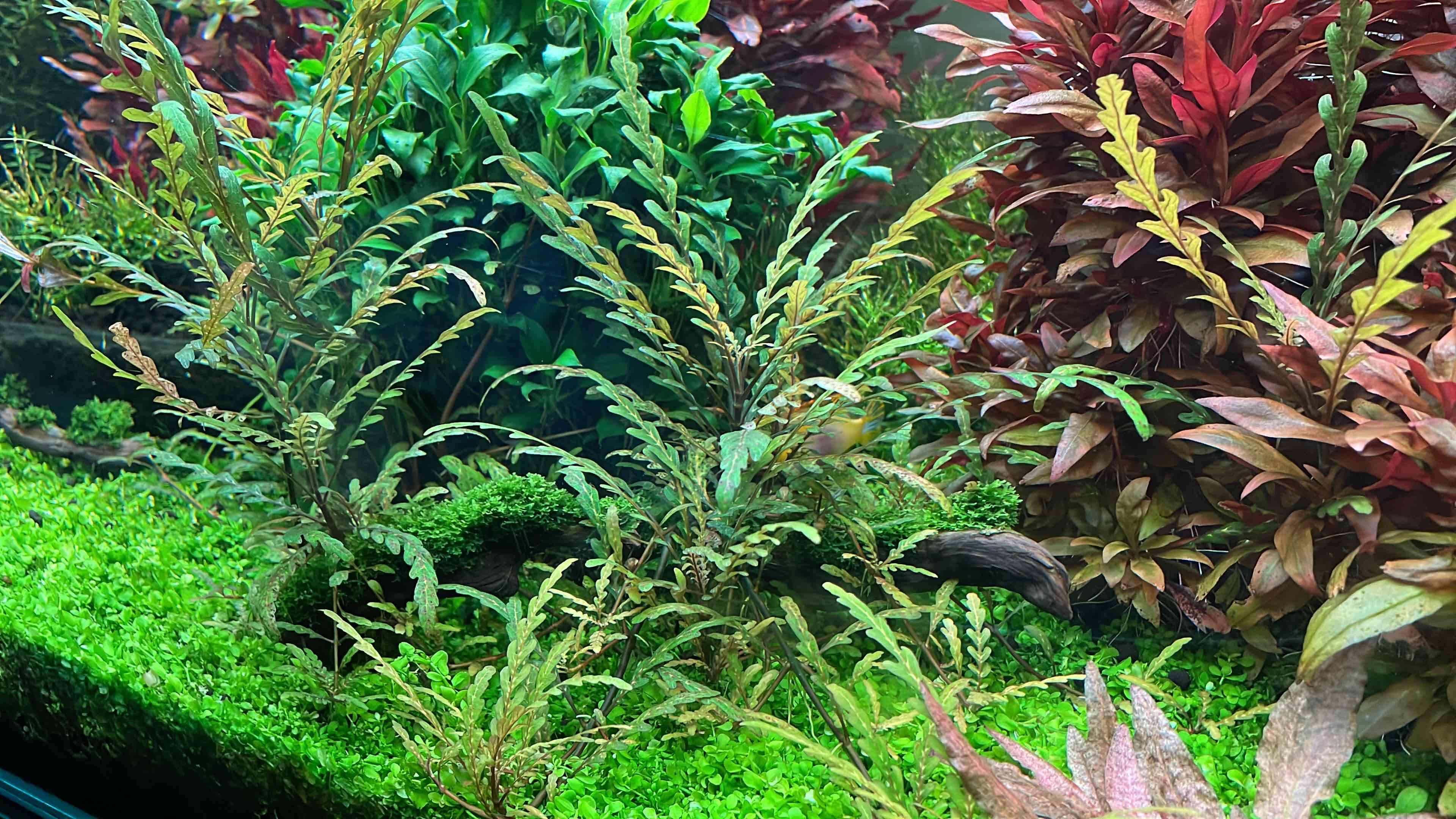 Vendo plantas para acuarios - miniatura 3