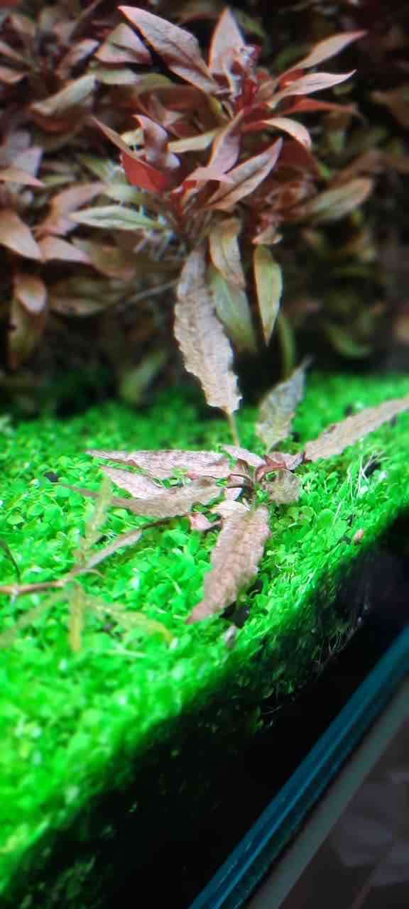 Vendo plantas para acuarios - miniatura 4