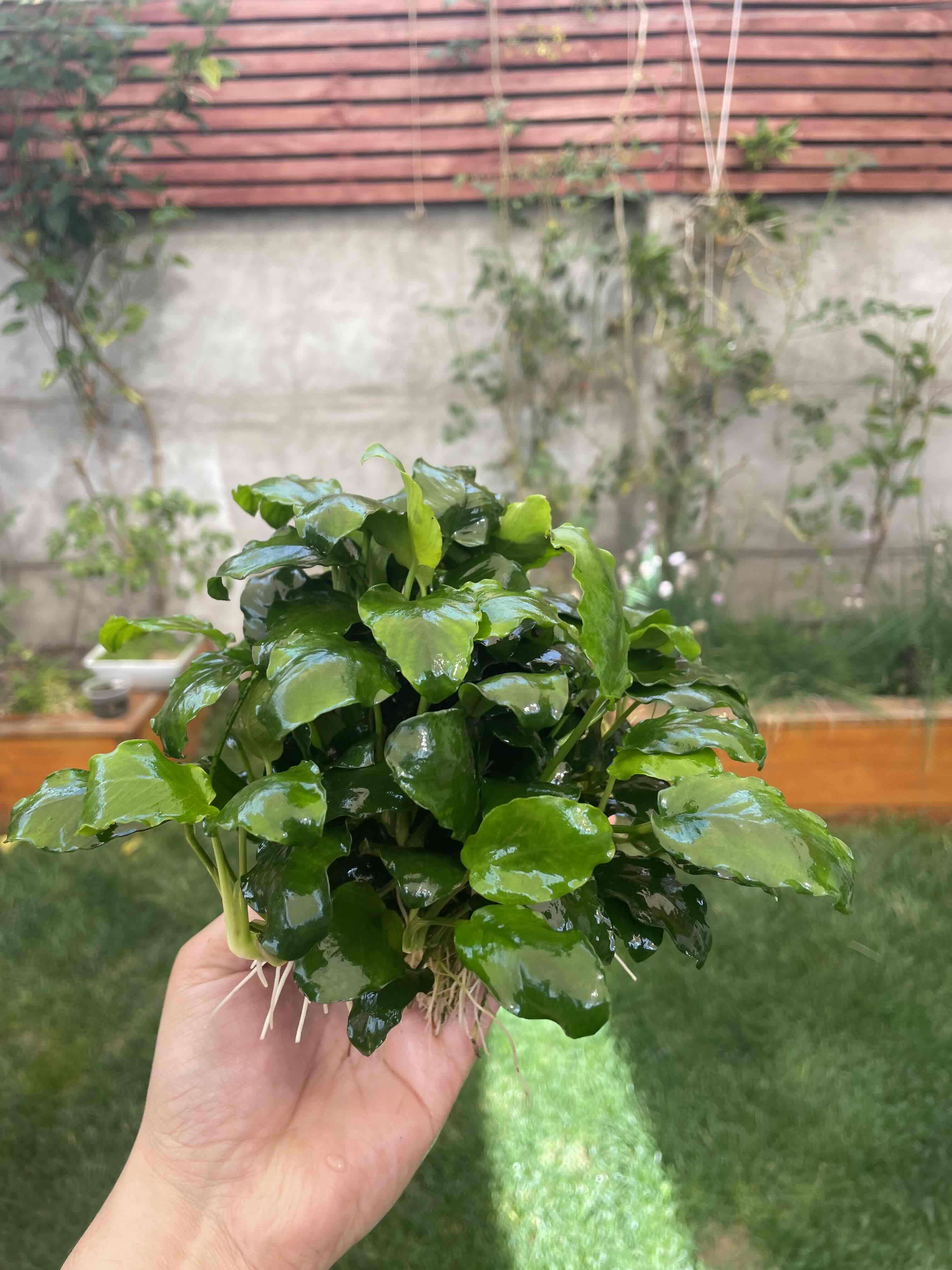 Vendo plantas para acuarios - miniatura 5