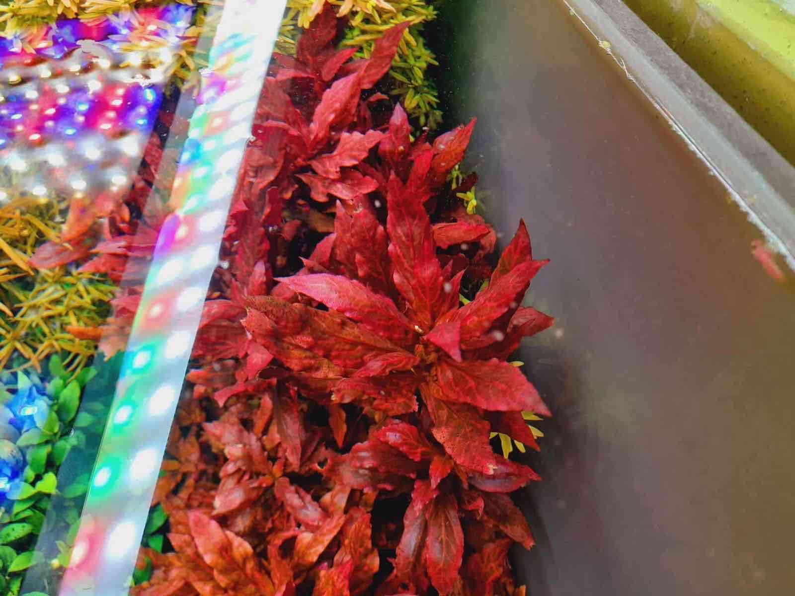 Vendo plantas para acuarios - miniatura 6