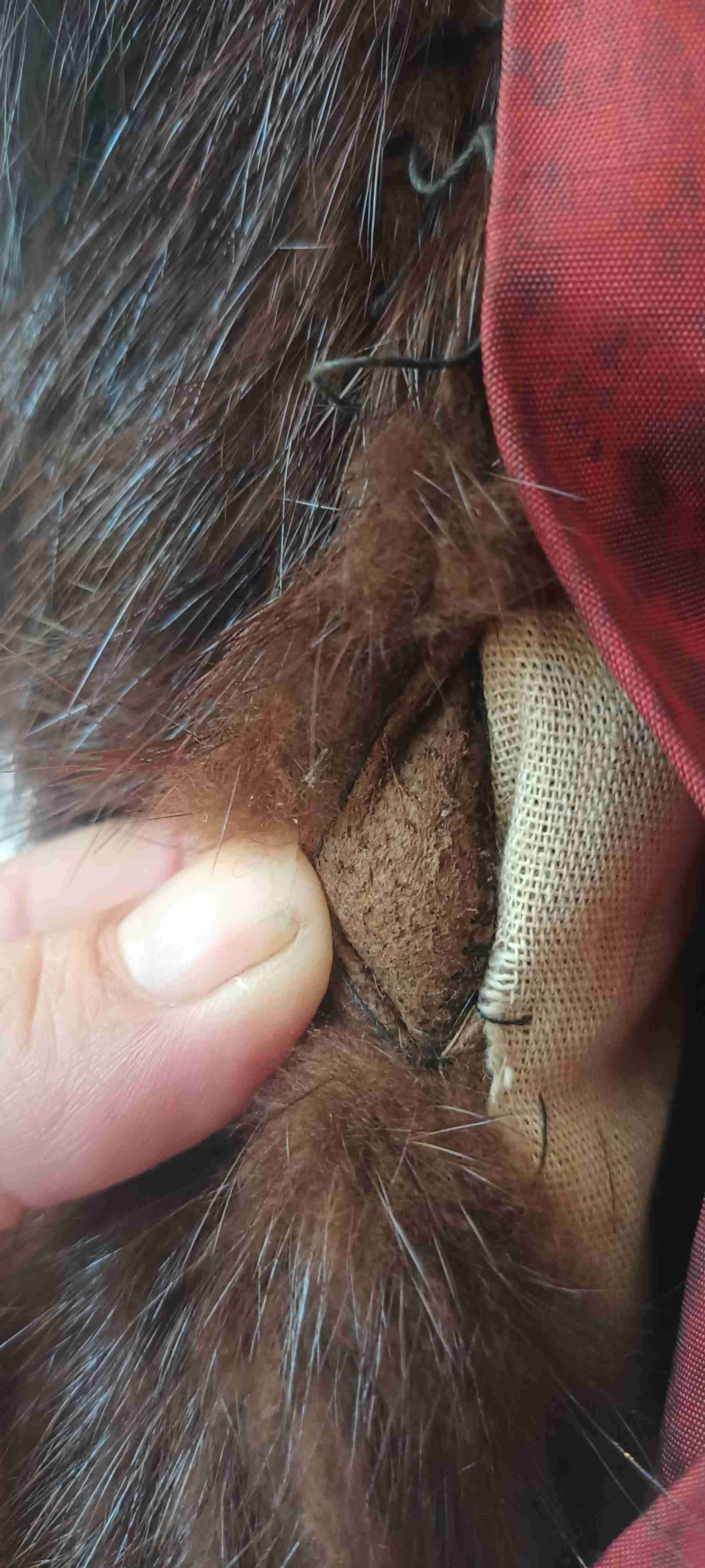 Abrigo de piel de coipo chileno - miniatura 3