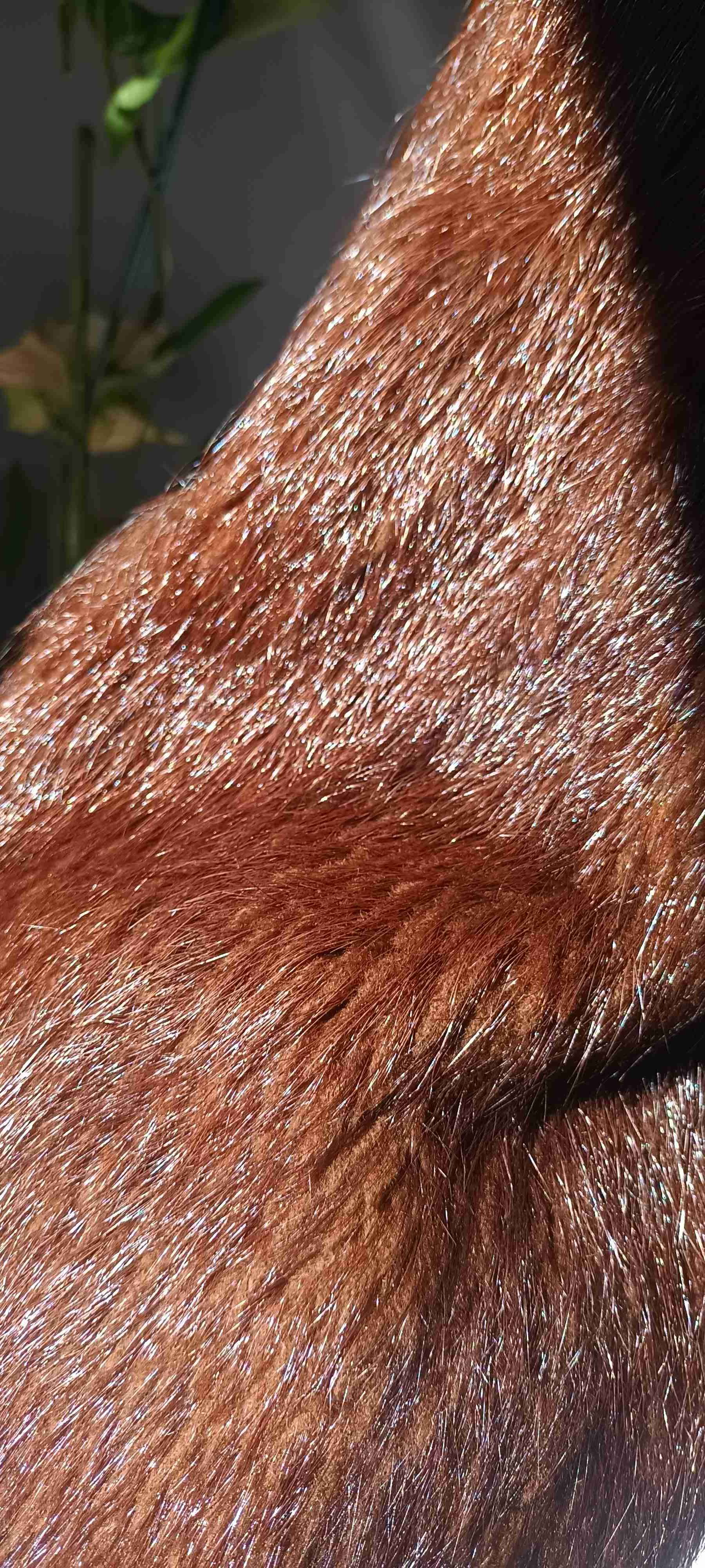 Abrigo de piel de coipo chileno - miniatura 4