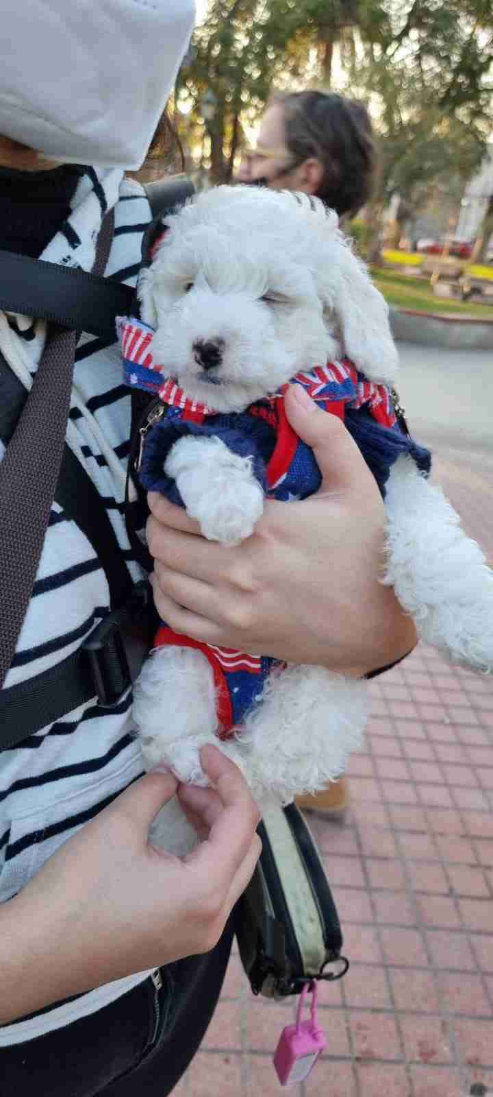 Porta cachorro - miniatura 2