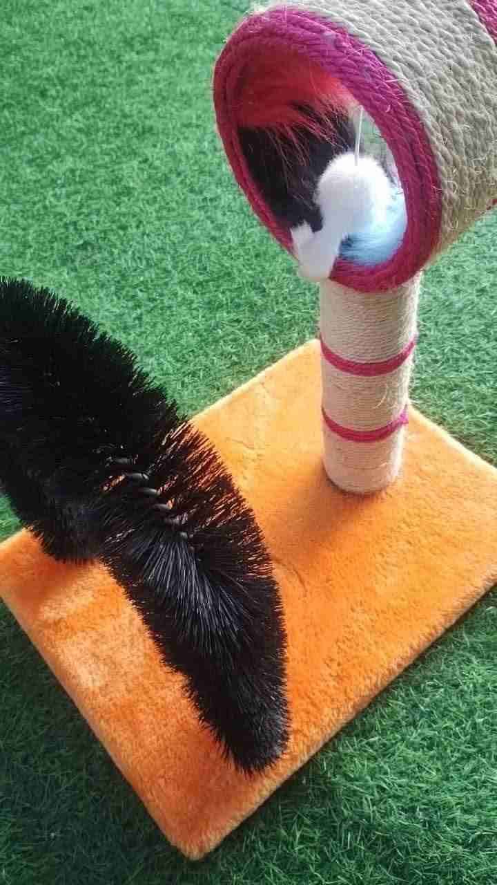 Centro juego gatos - miniatura 2