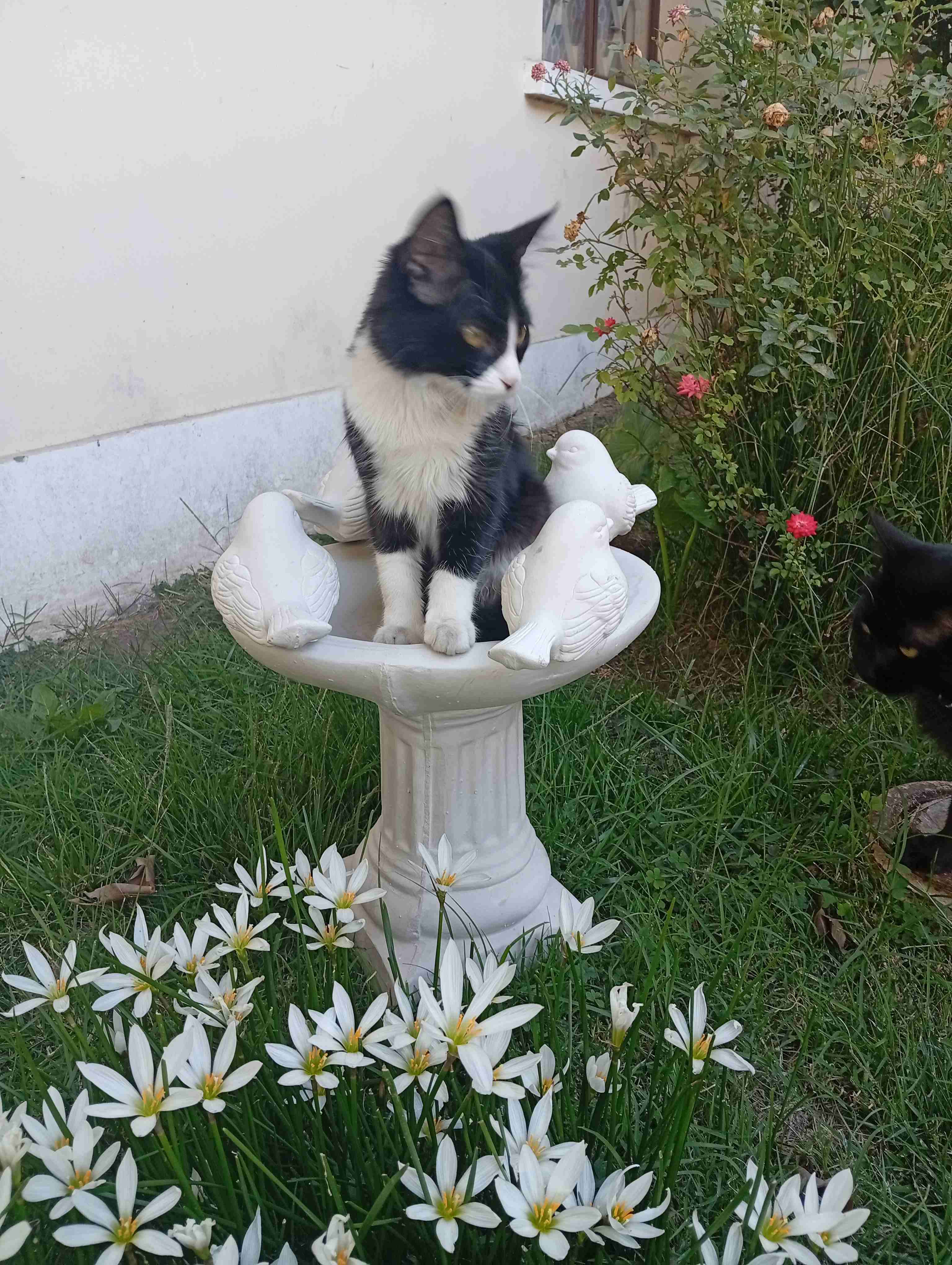 Fuente de jardín con pajaritos - miniatura 3