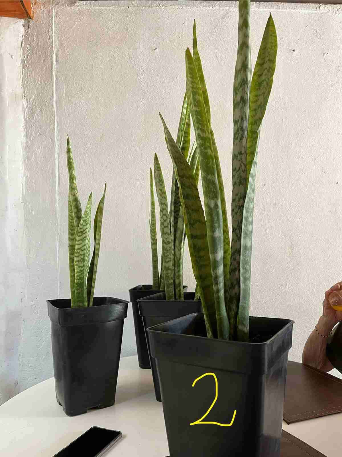 Planta Sansevieria en maceta