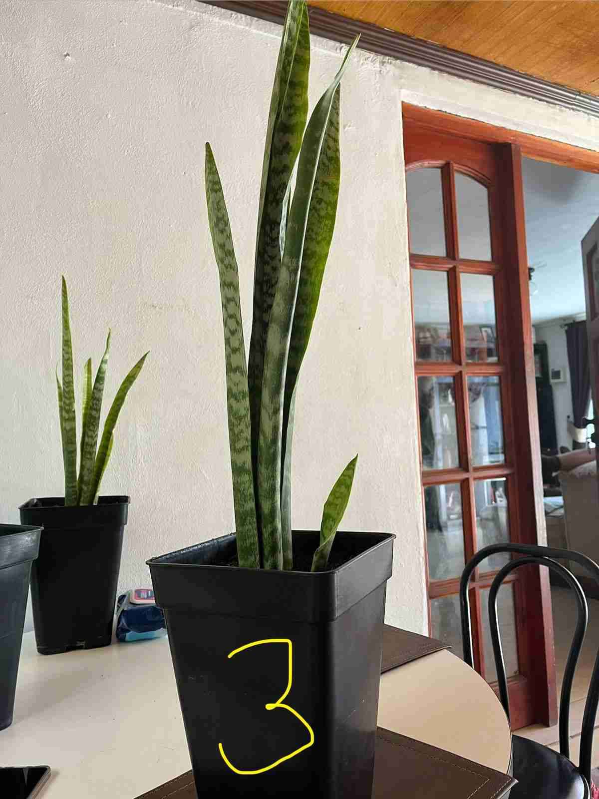 Planta Sansevieria en maceta - 3