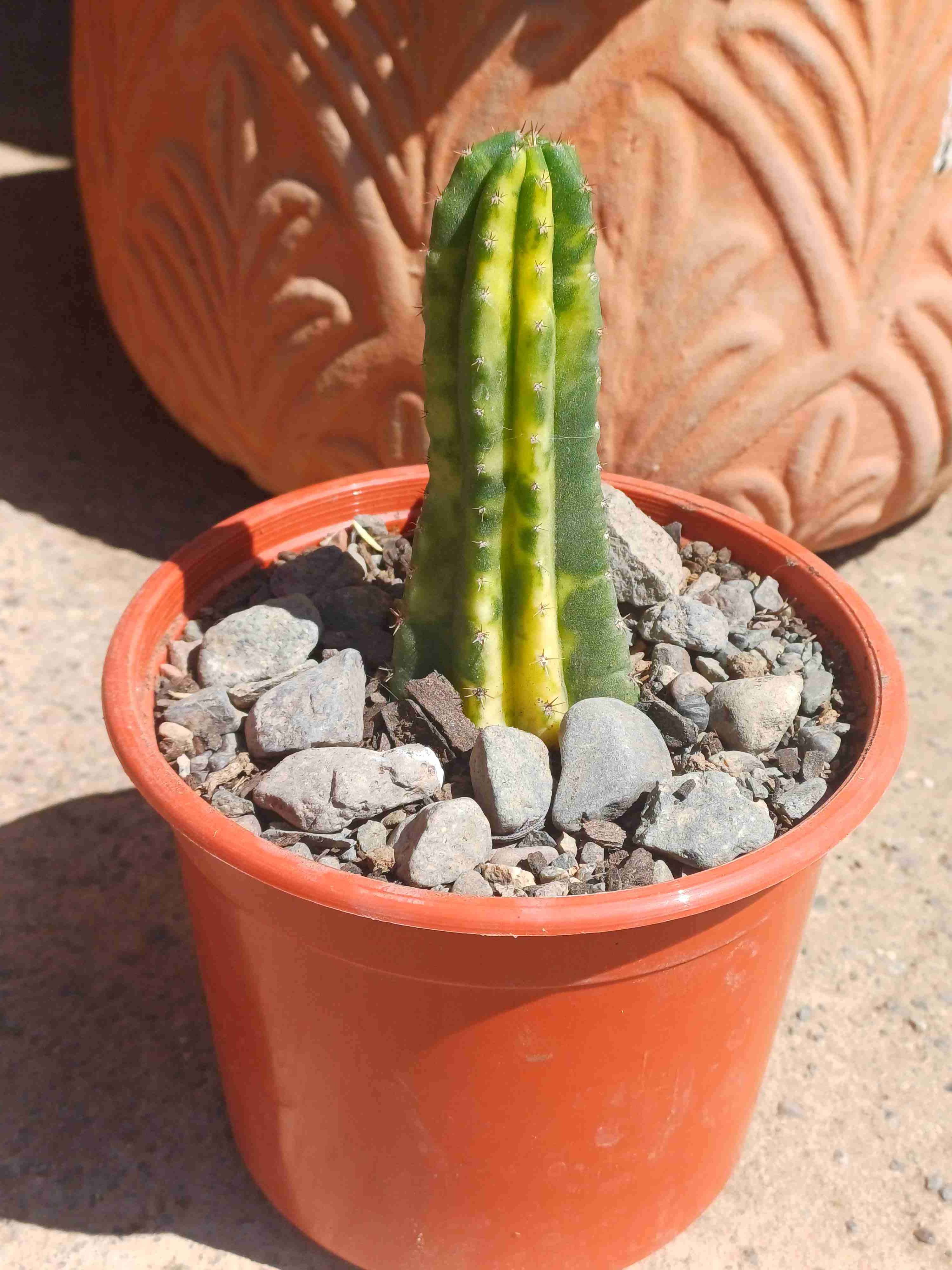 Cactus san pedro variagado