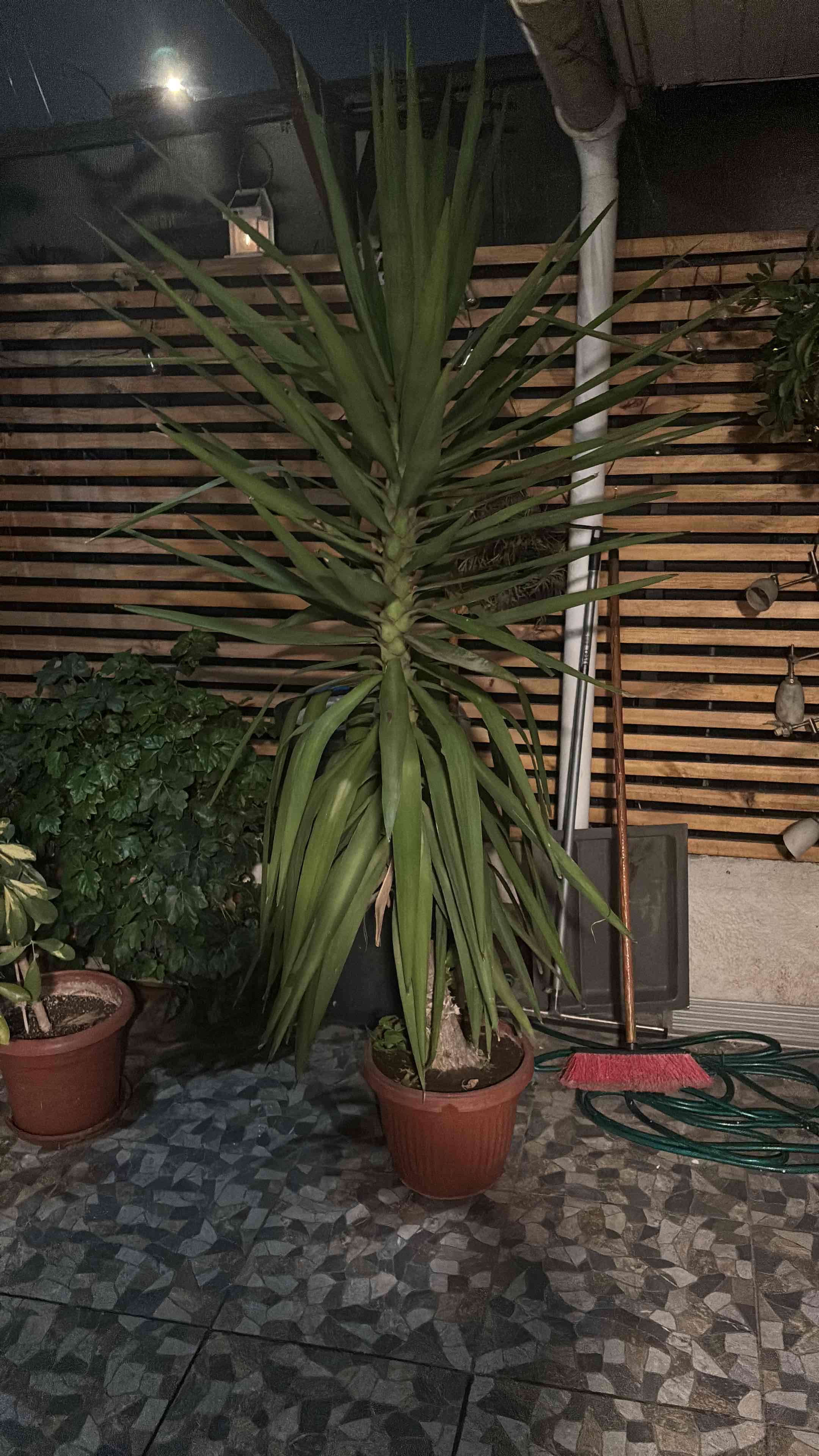 Planta yucca 2 metros aprox