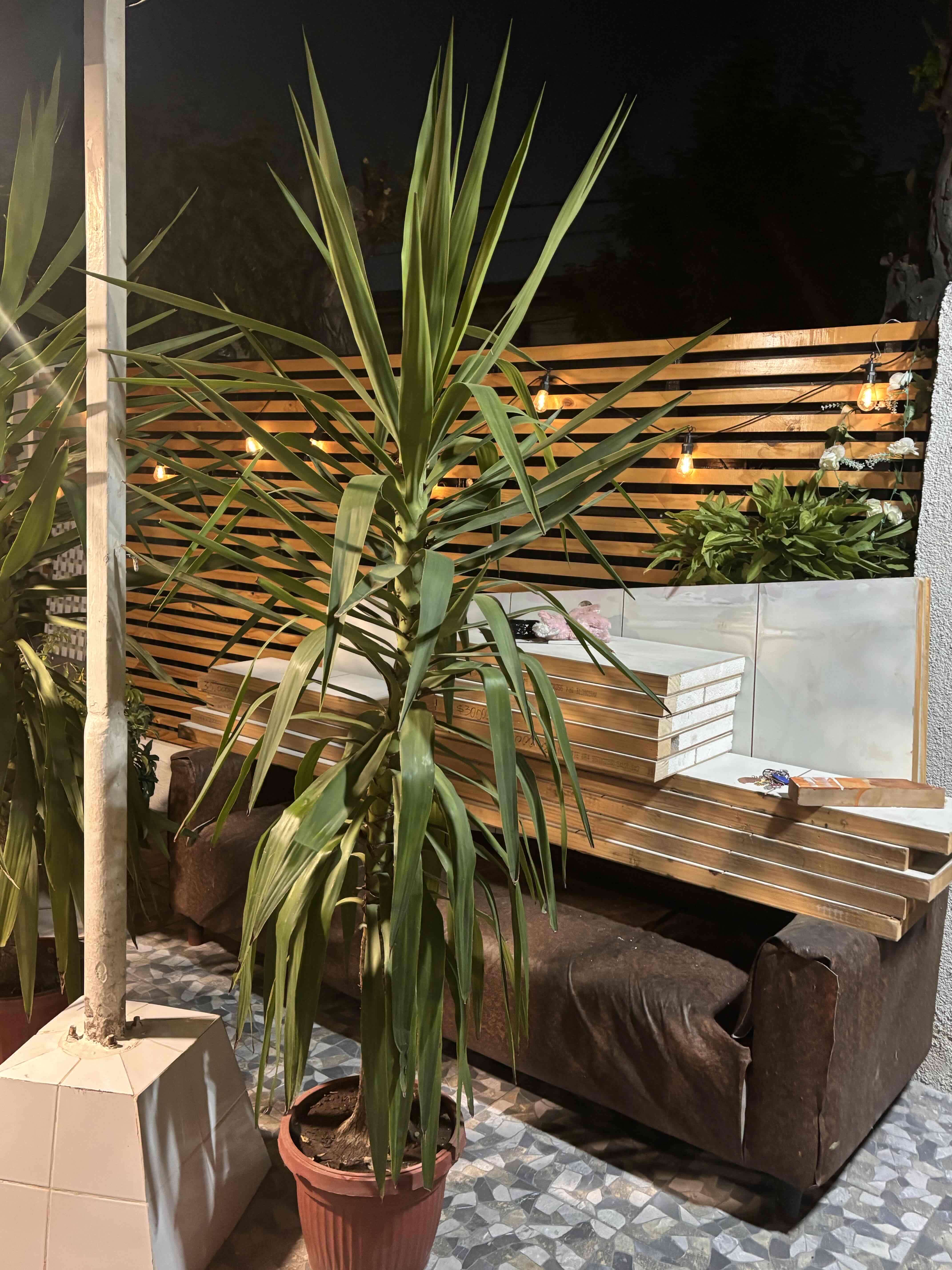 Planta yucca 2 metros aprox - miniatura 2